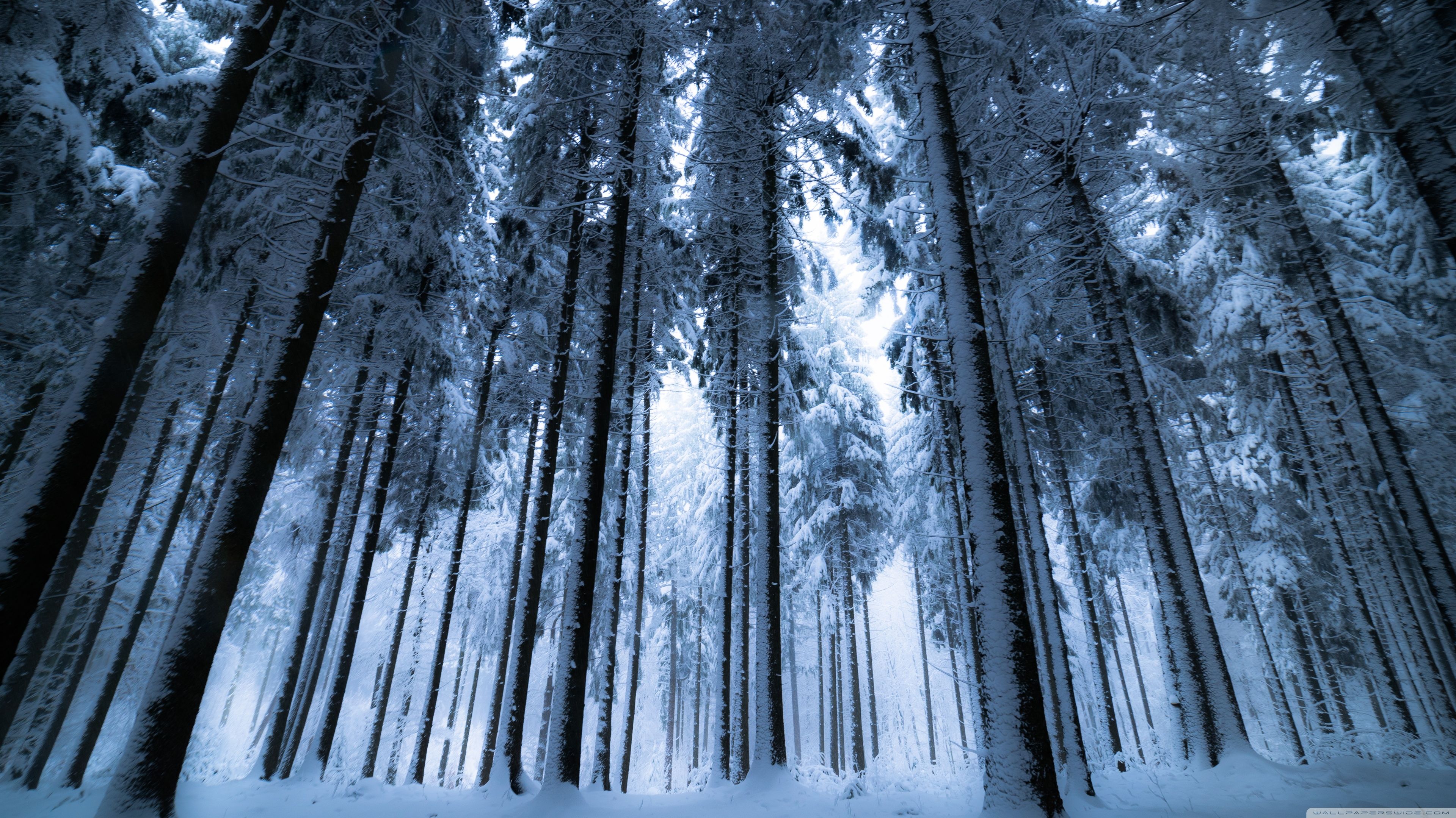 Dark Forest Woods Snow Winter Wallpapers