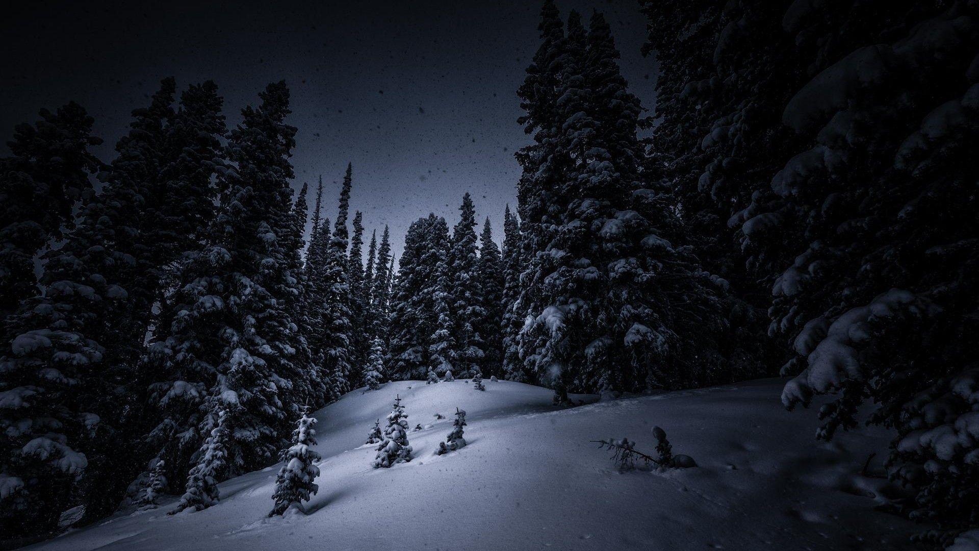 Dark Forest Woods Snow Winter Wallpapers