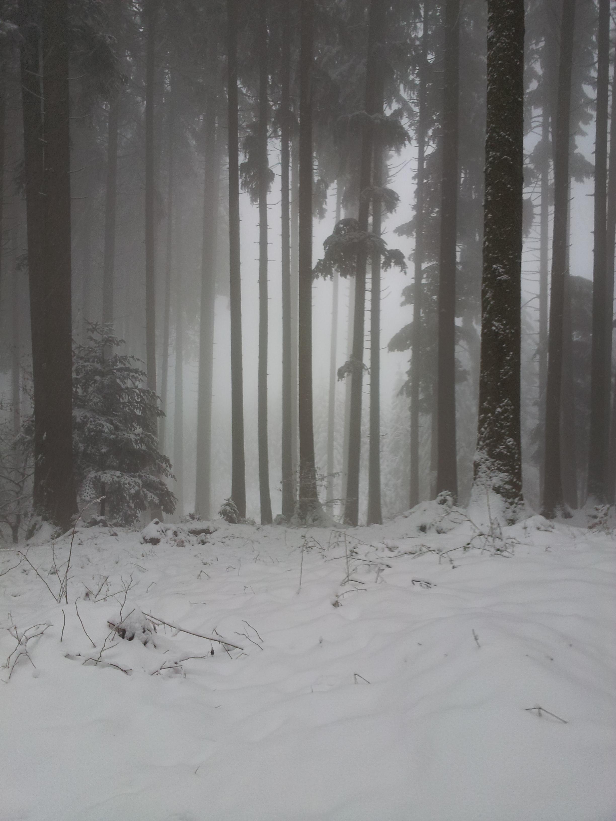 Dark Forest Woods Snow Winter Wallpapers