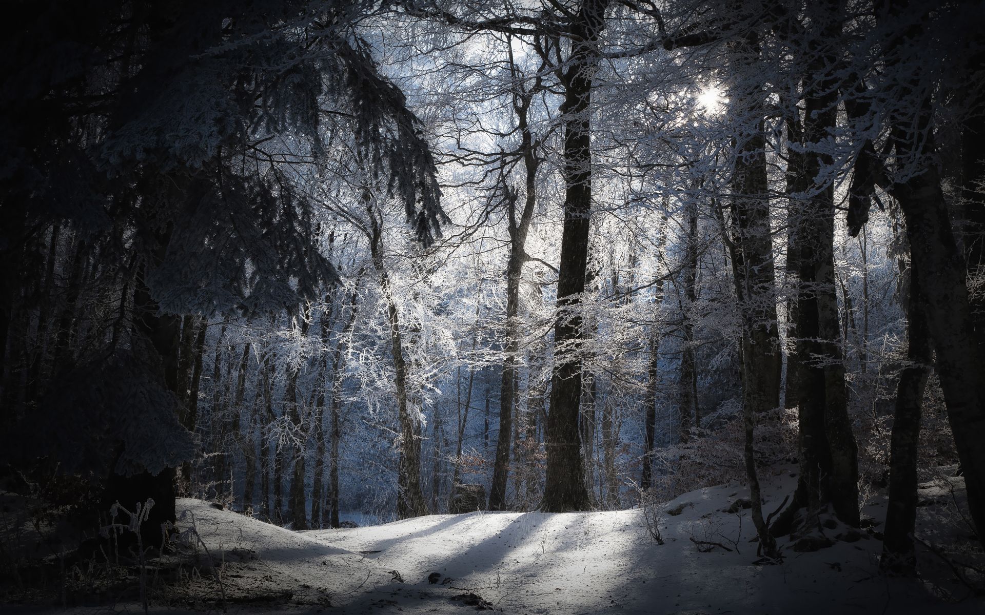 Dark Snow Forest Trees In Lights Wallpapers