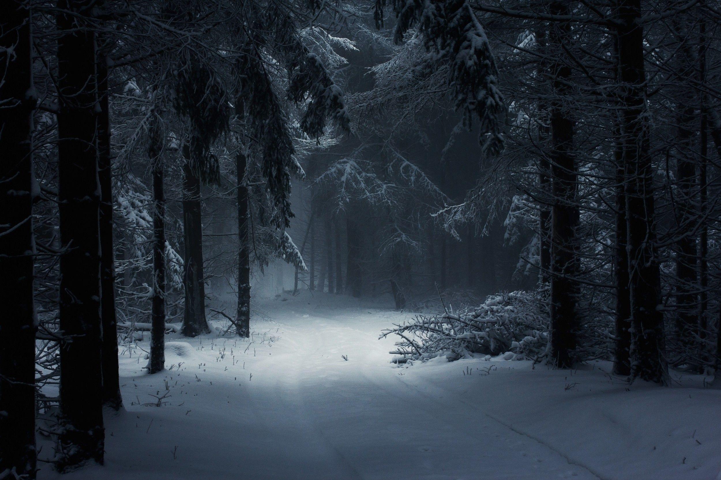 Dark Snow Forest Trees In Lights Wallpapers