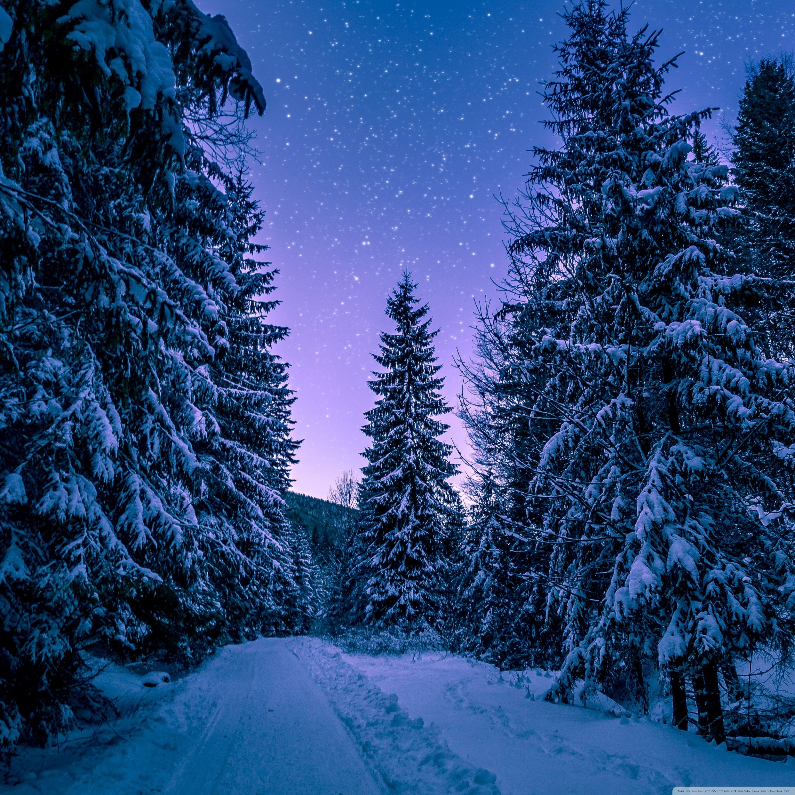 Dark Snow Forest Trees In Lights Wallpapers