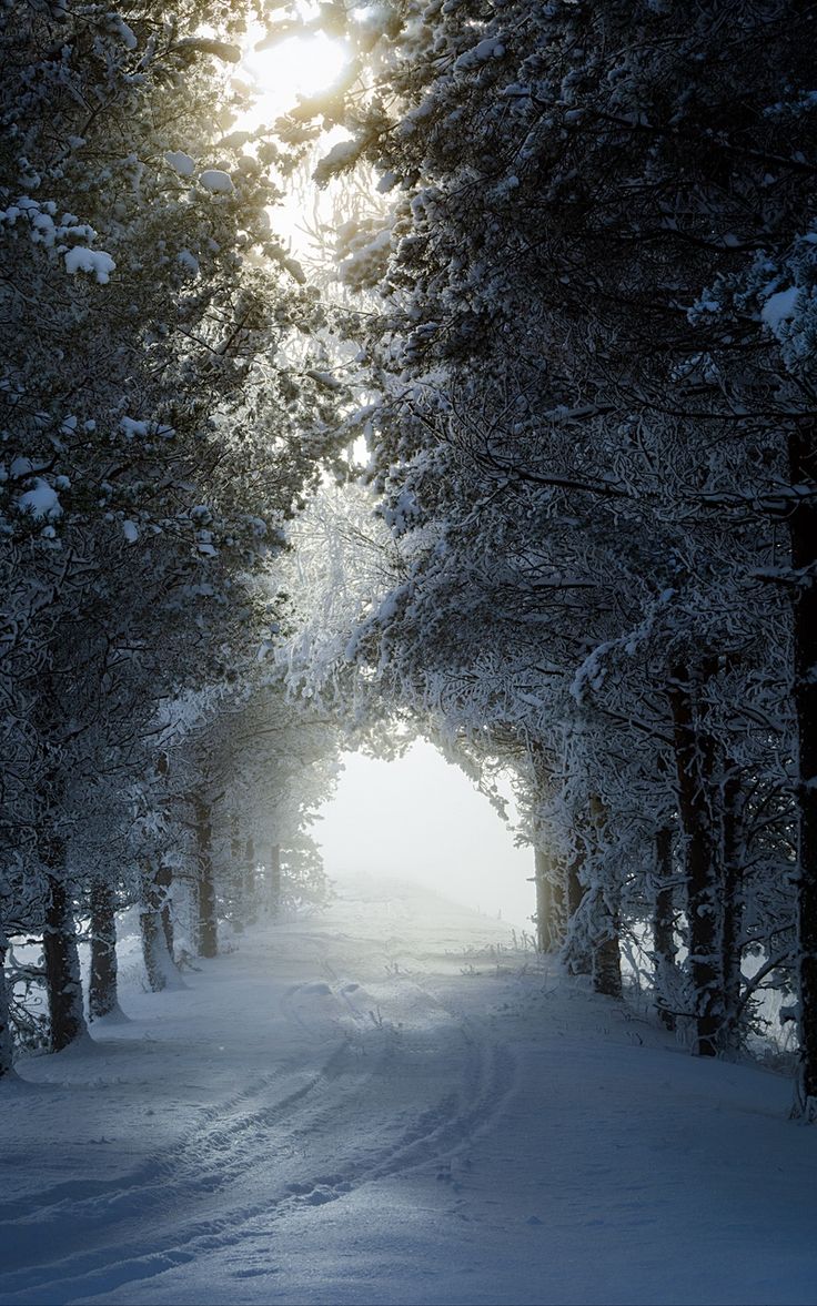 Dark Snow Forest Trees In Lights Wallpapers