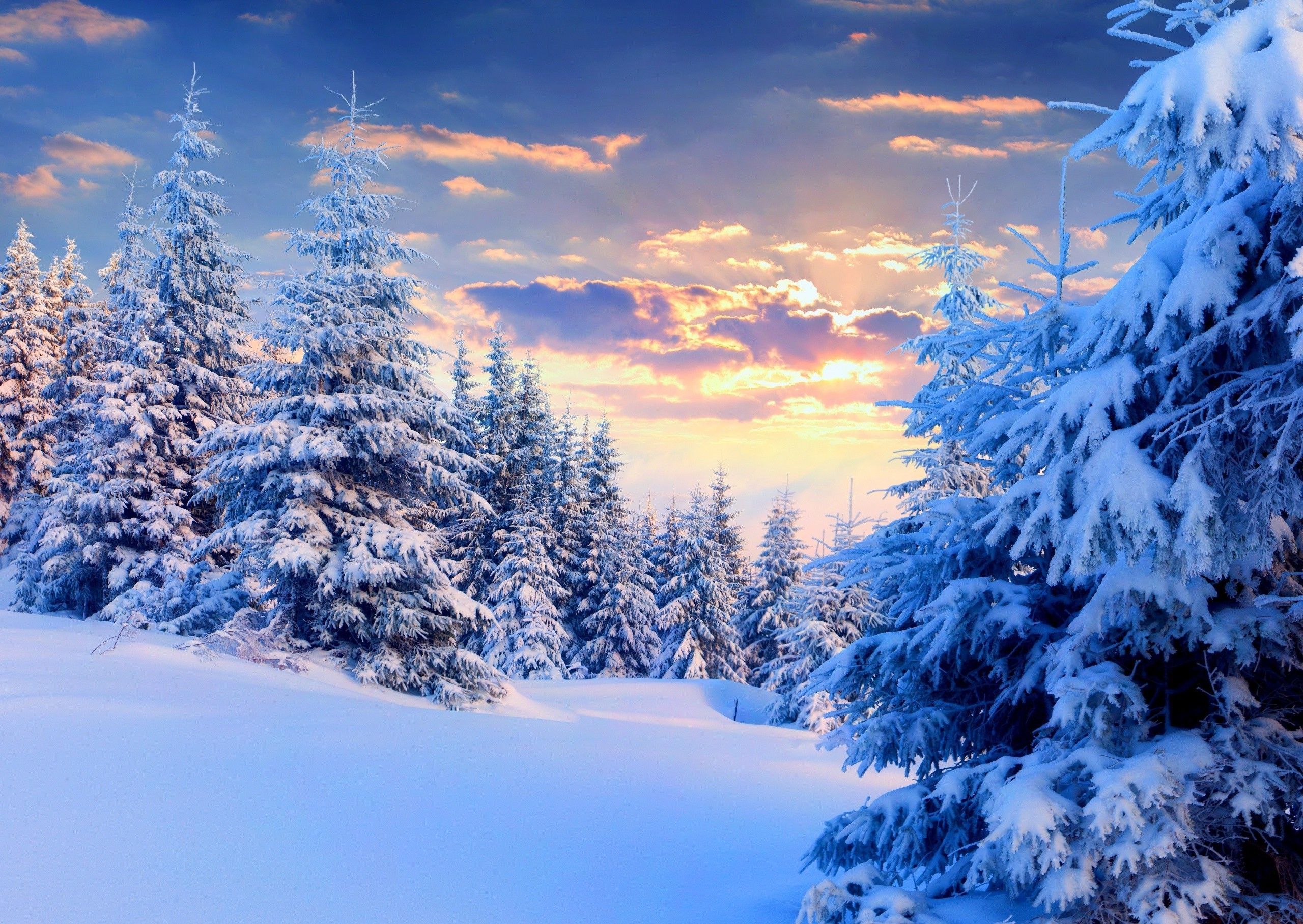 Dark Snow Forest Trees In Lights Wallpapers