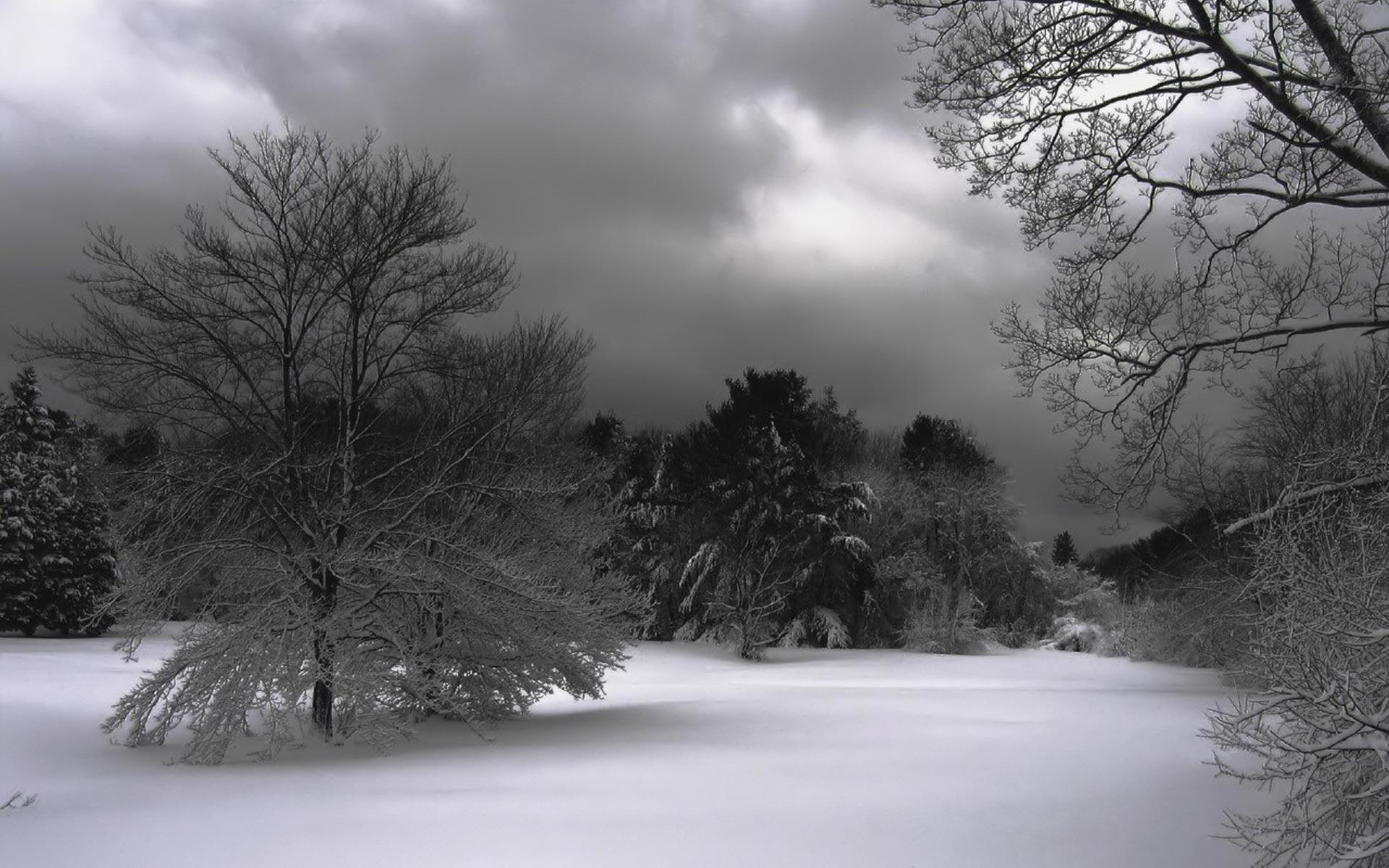 Dark Snow Forest Trees In Lights Wallpapers