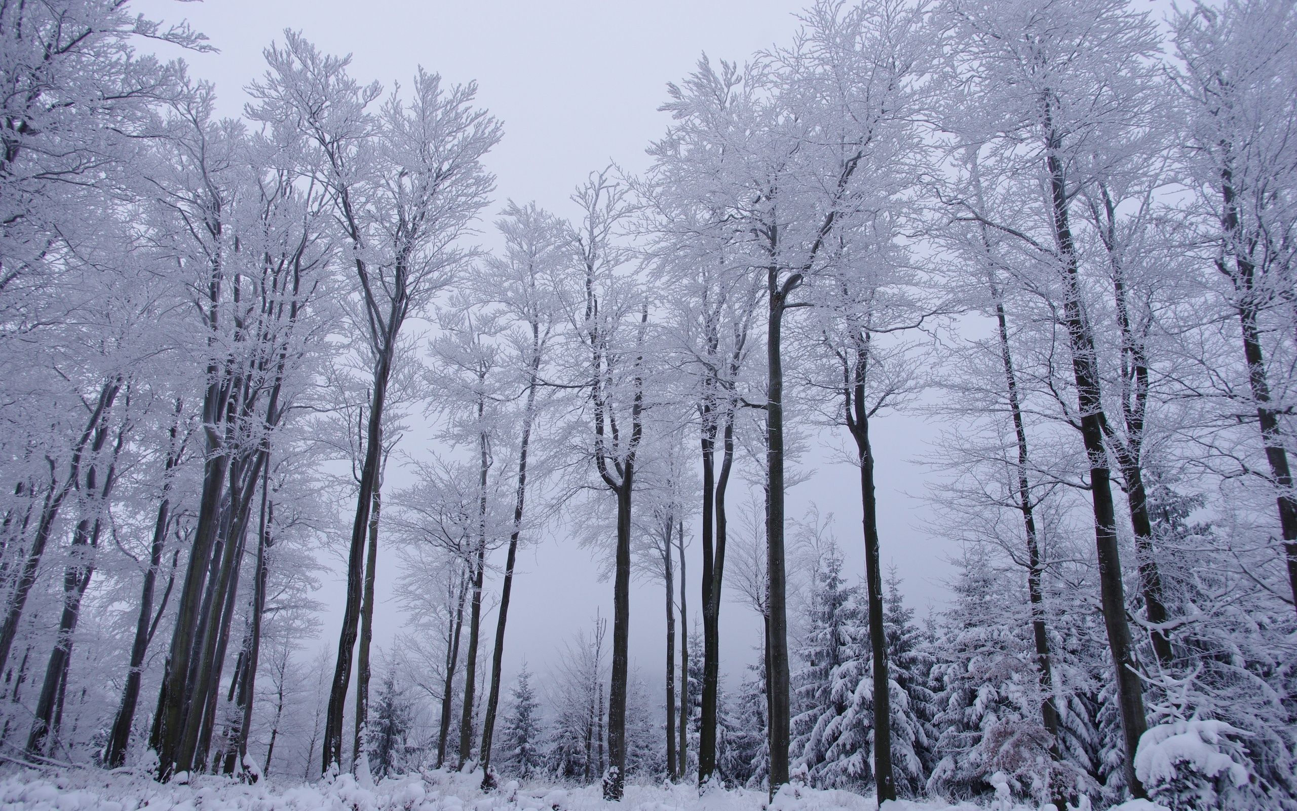 Dark Snow Forest Trees In Lights Wallpapers