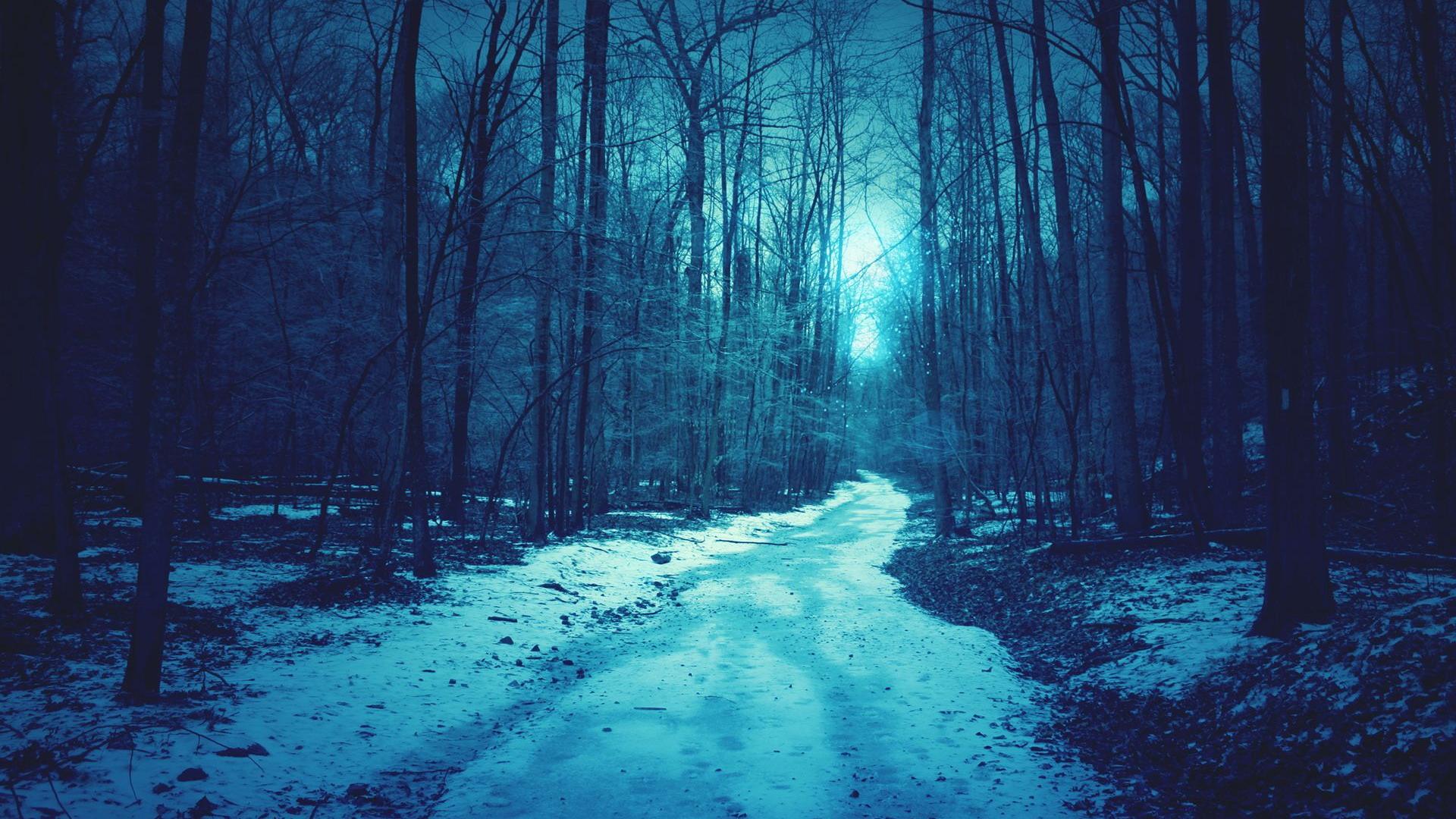 Dark Snow Forest Trees In Lights Wallpapers