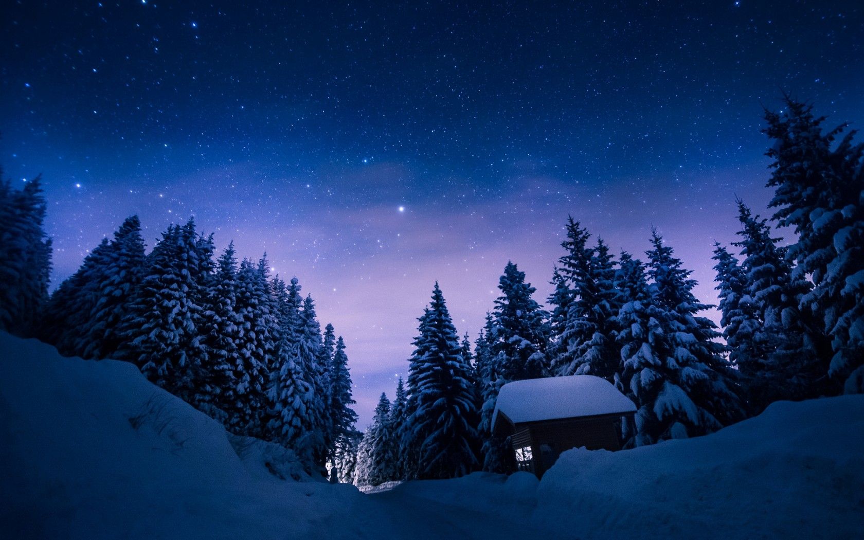 Dark Snow Forest Trees In Lights Wallpapers