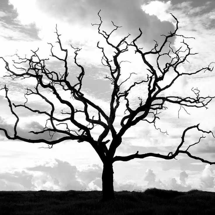 Dying Tree Wallpapers