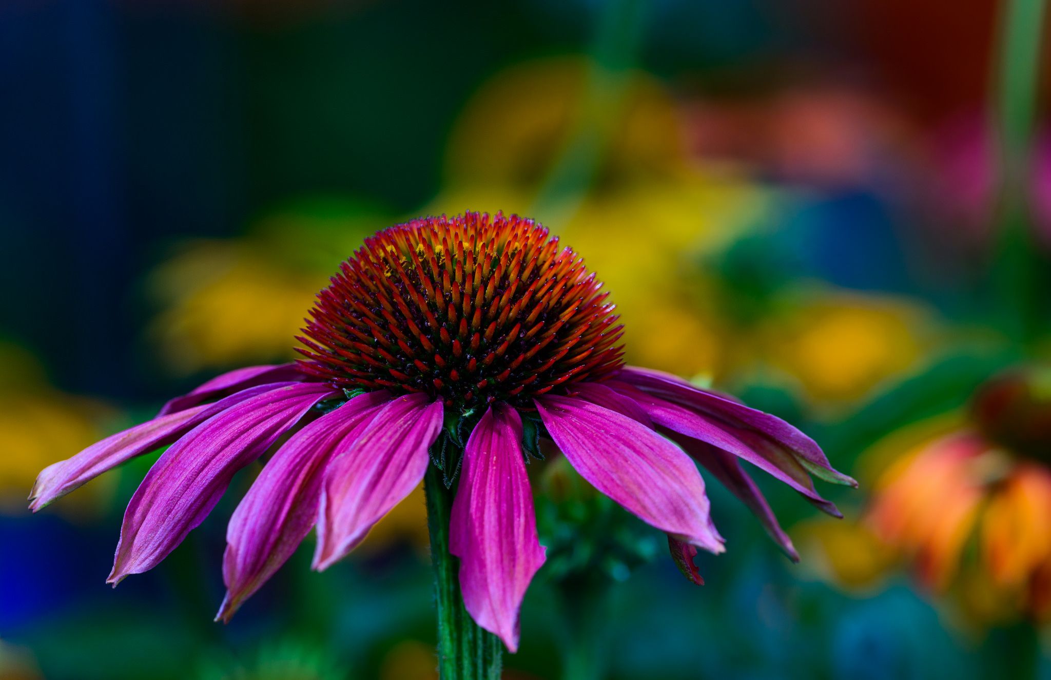 Echinacea Wallpapers