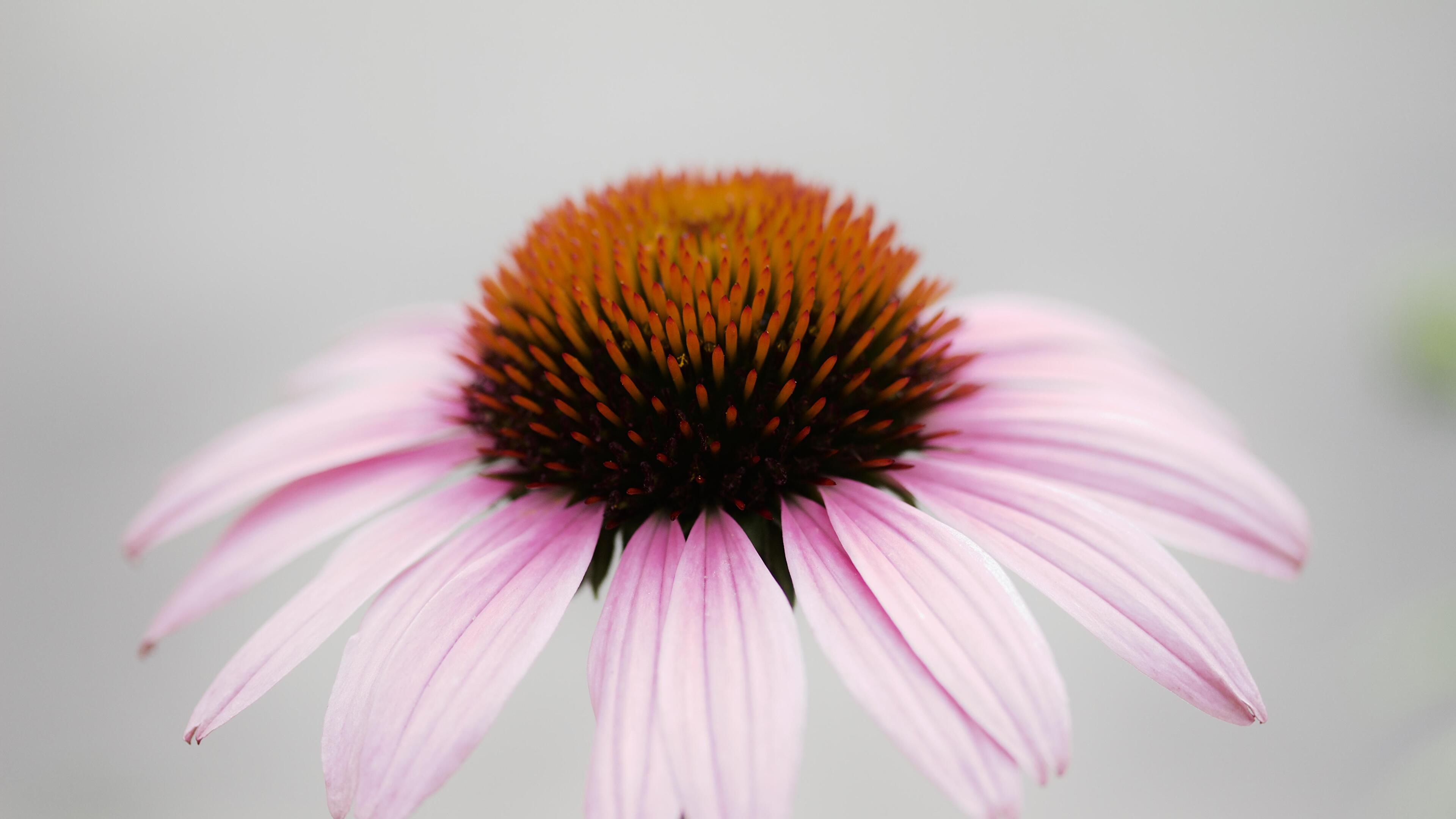 Echinacea Wallpapers