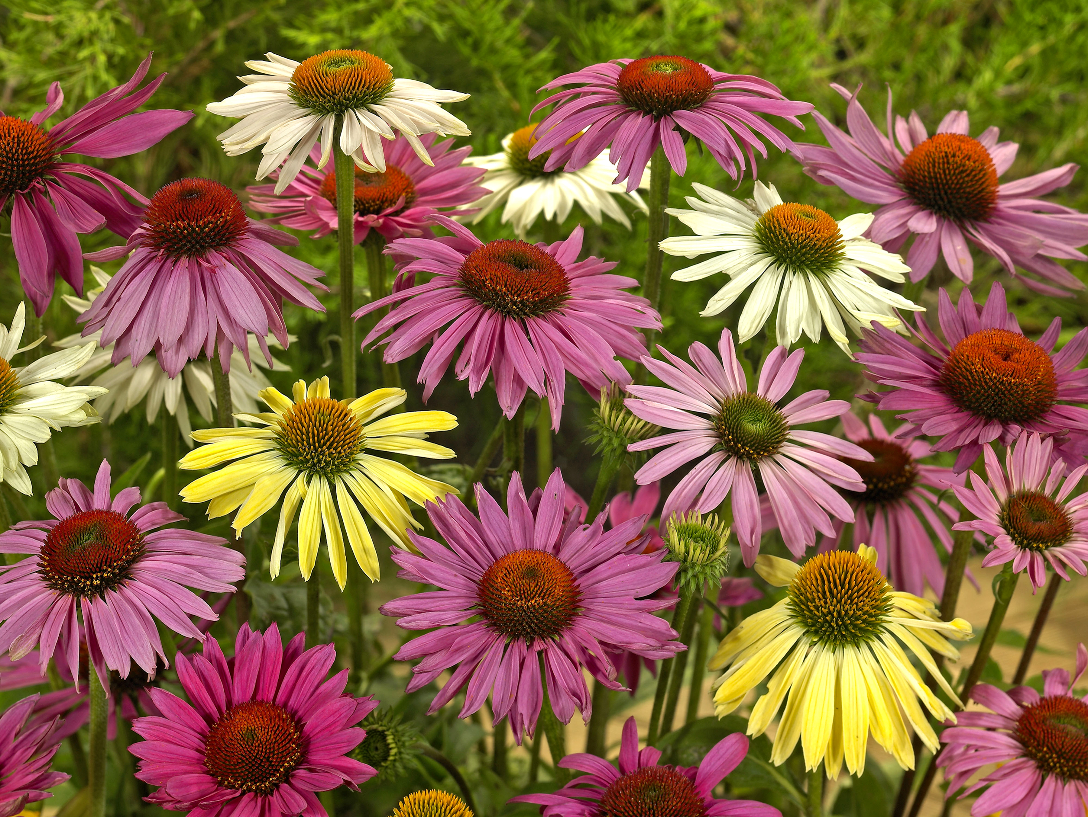 Echinacea Wallpapers