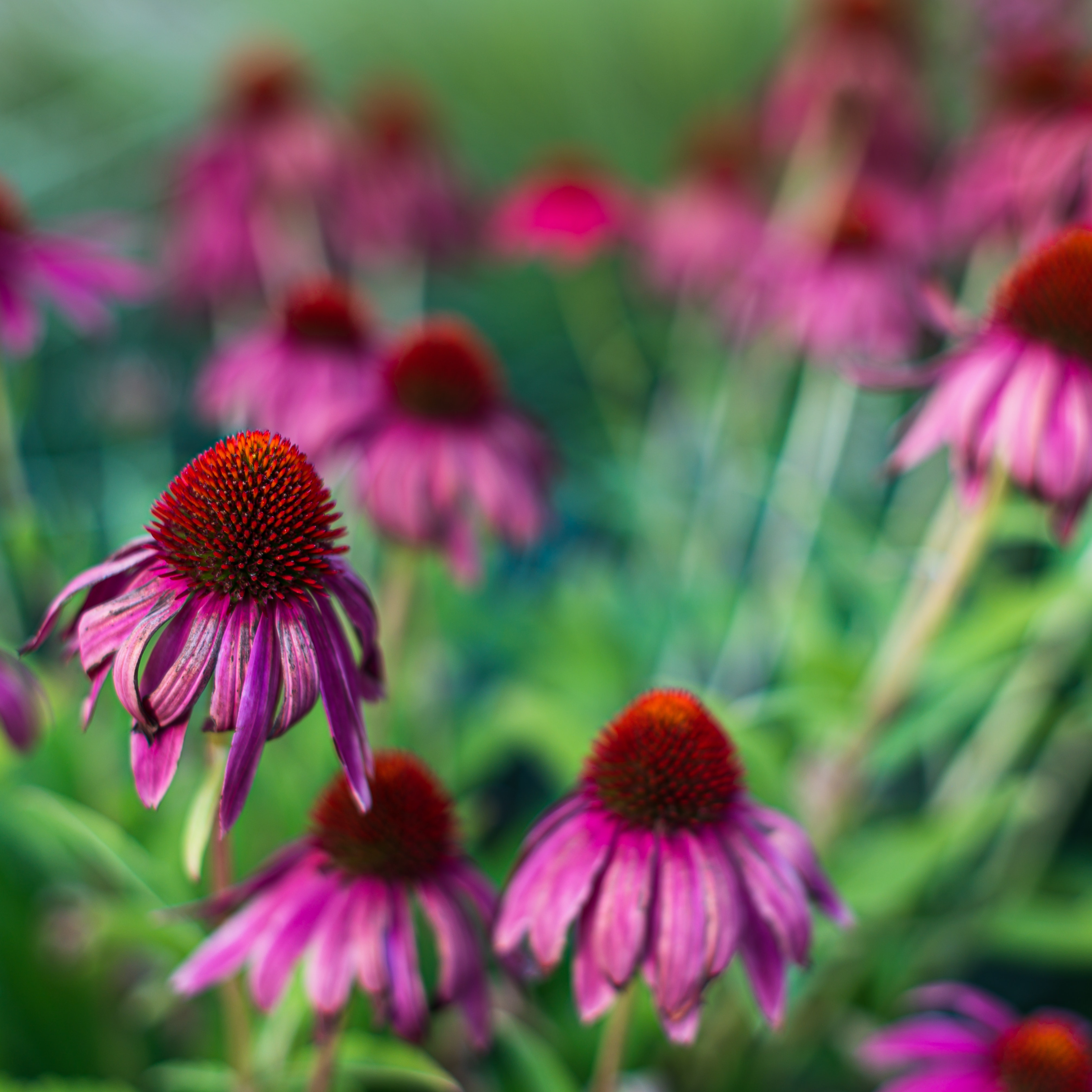 Echinacea Wallpapers