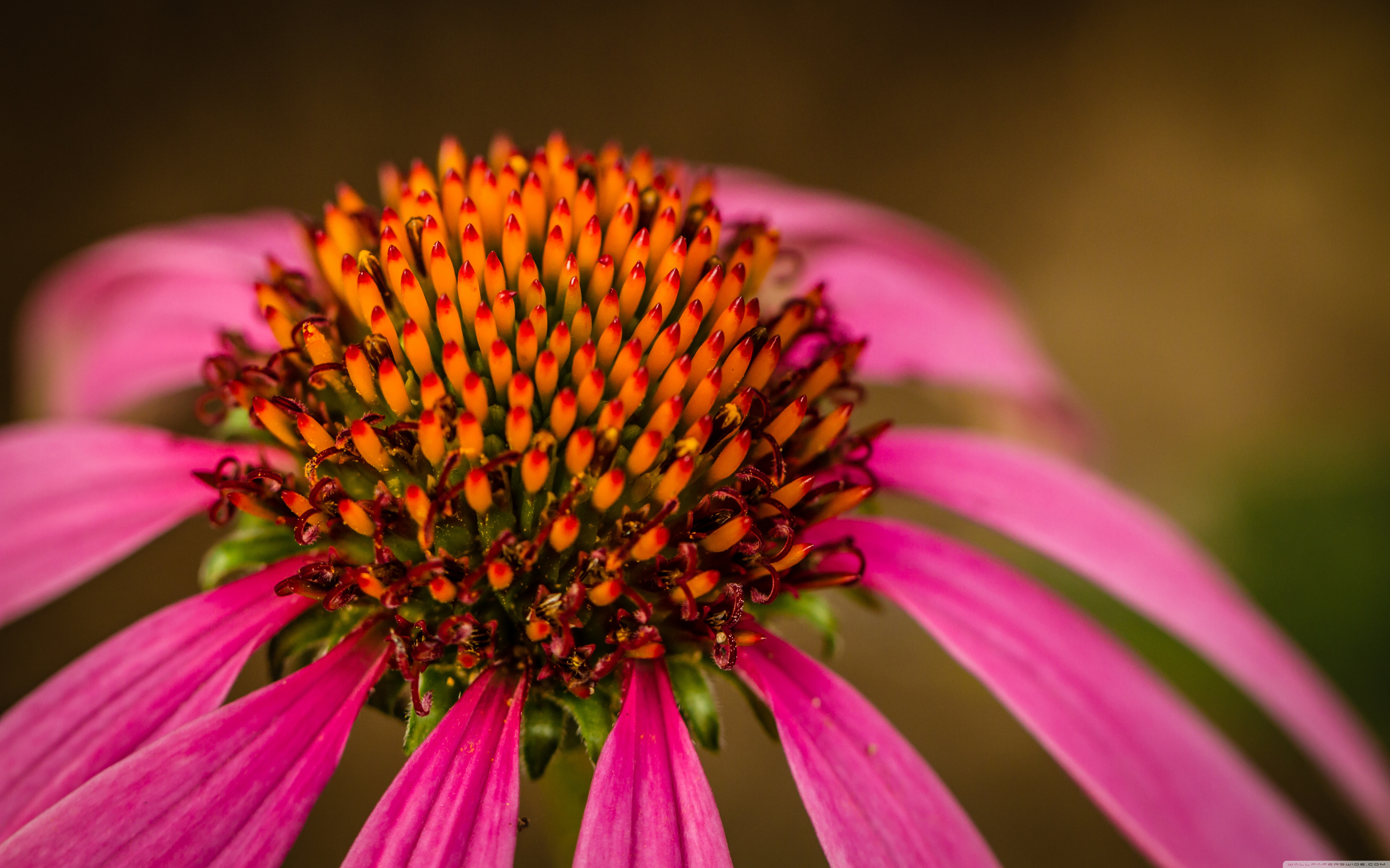 Echinacea Wallpapers