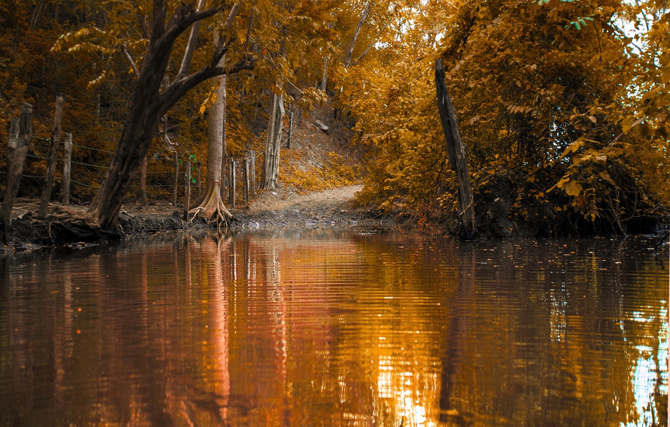 Fall Foliage Forest Lake Nature Reflection Wallpapers