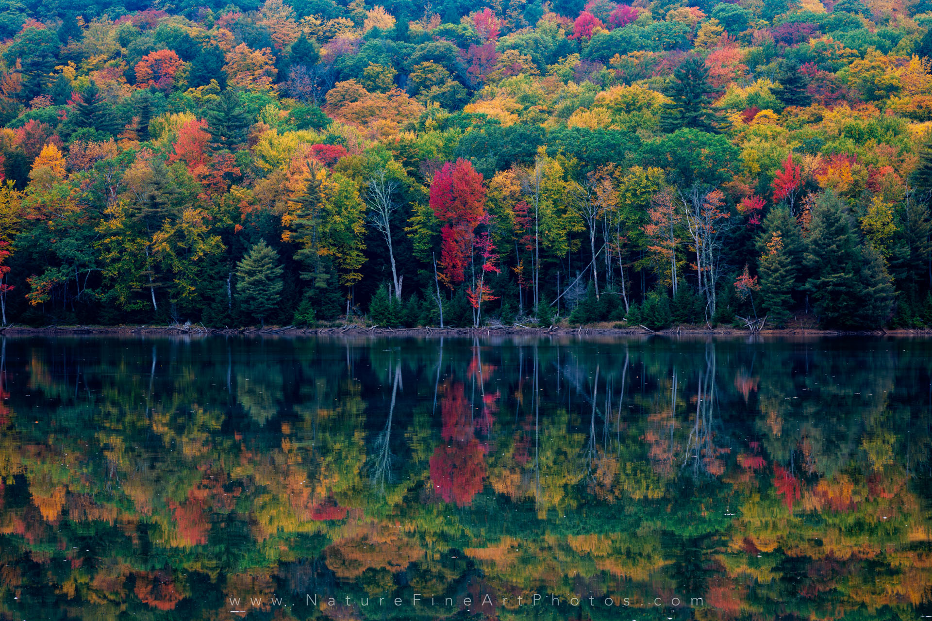 Fall Foliage Forest Lake Nature Reflection Wallpapers