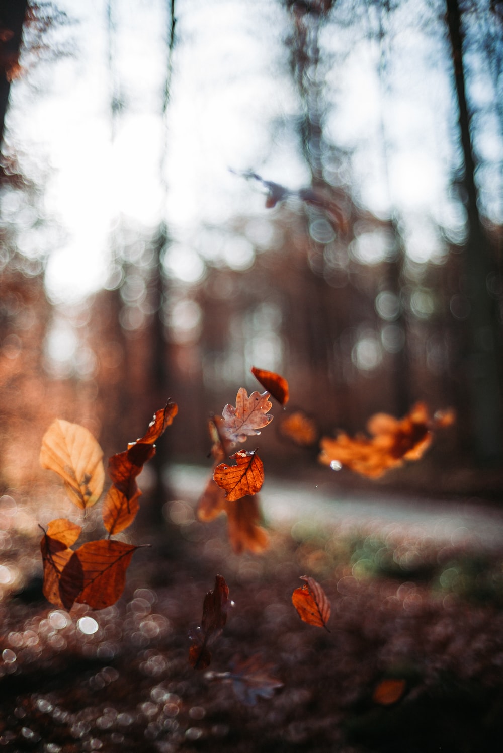 Fallen Leaves From Tree Wallpapers