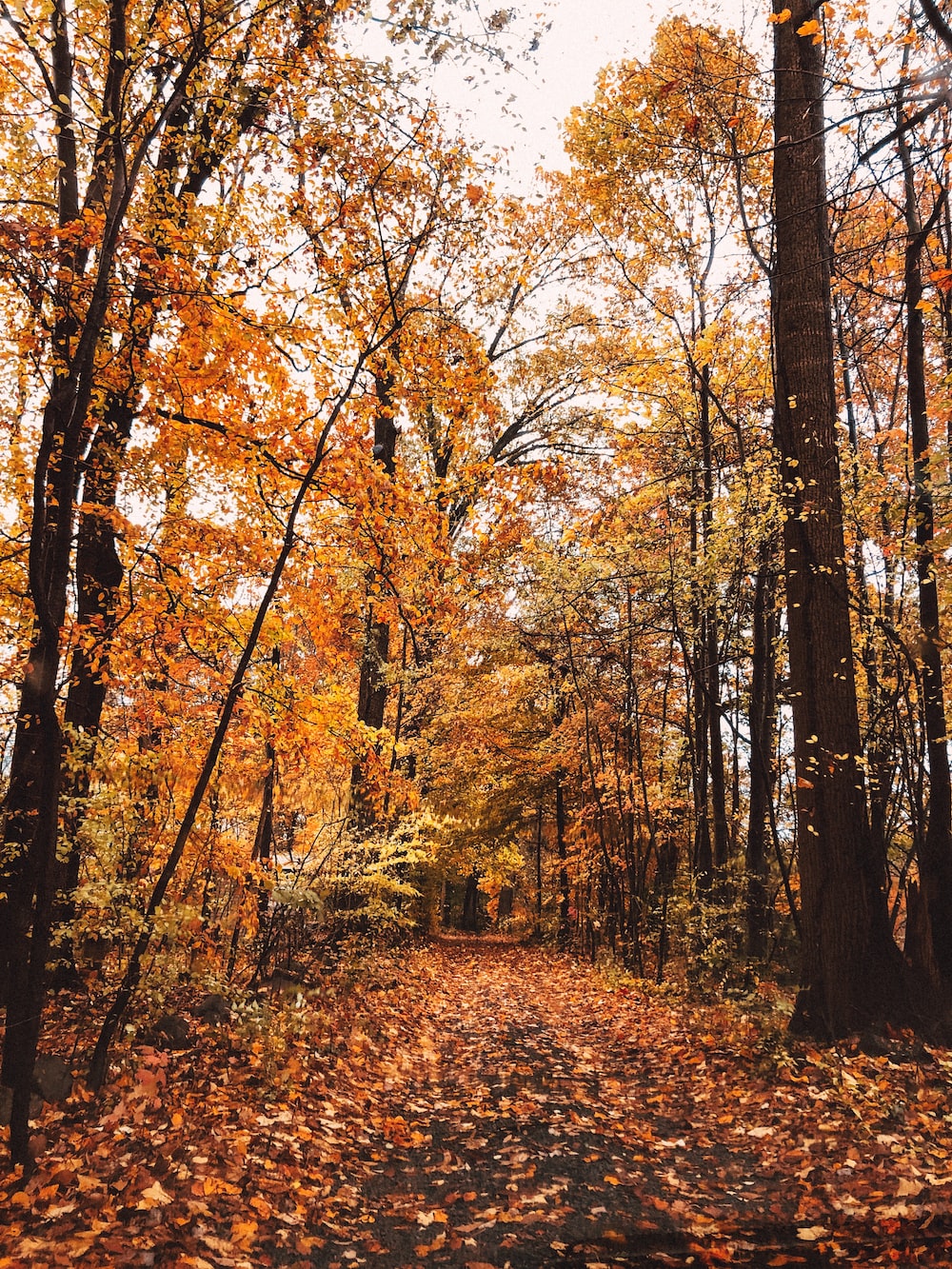 Fallen Leaves From Tree Wallpapers