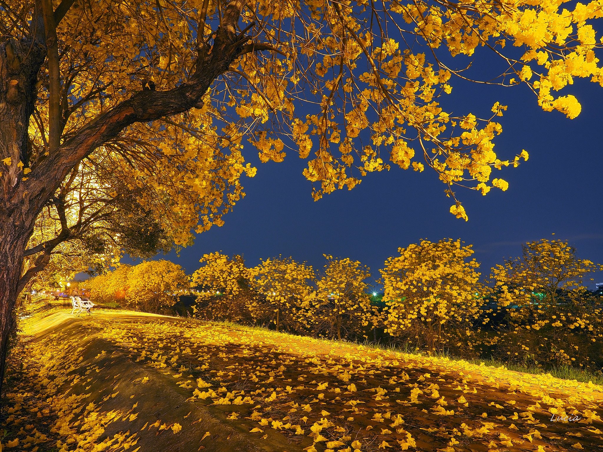 Fallen Leaves From Tree Wallpapers