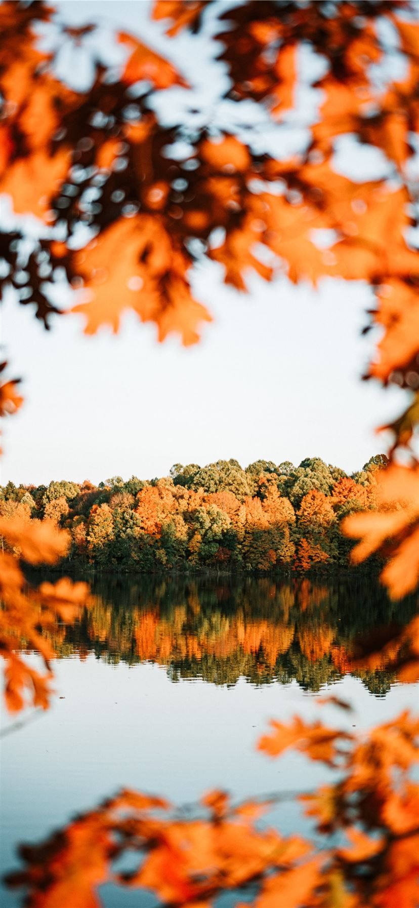 Fallen Leaves From Tree Wallpapers