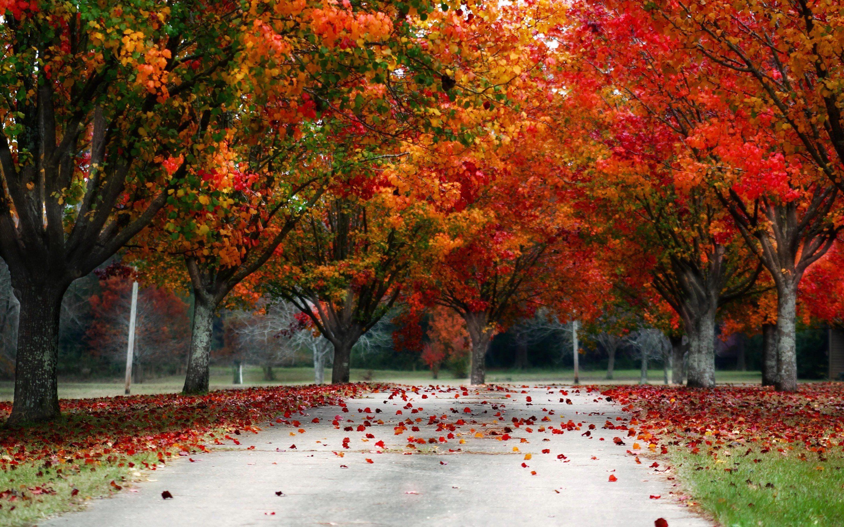 Fallen Leaves From Tree Wallpapers