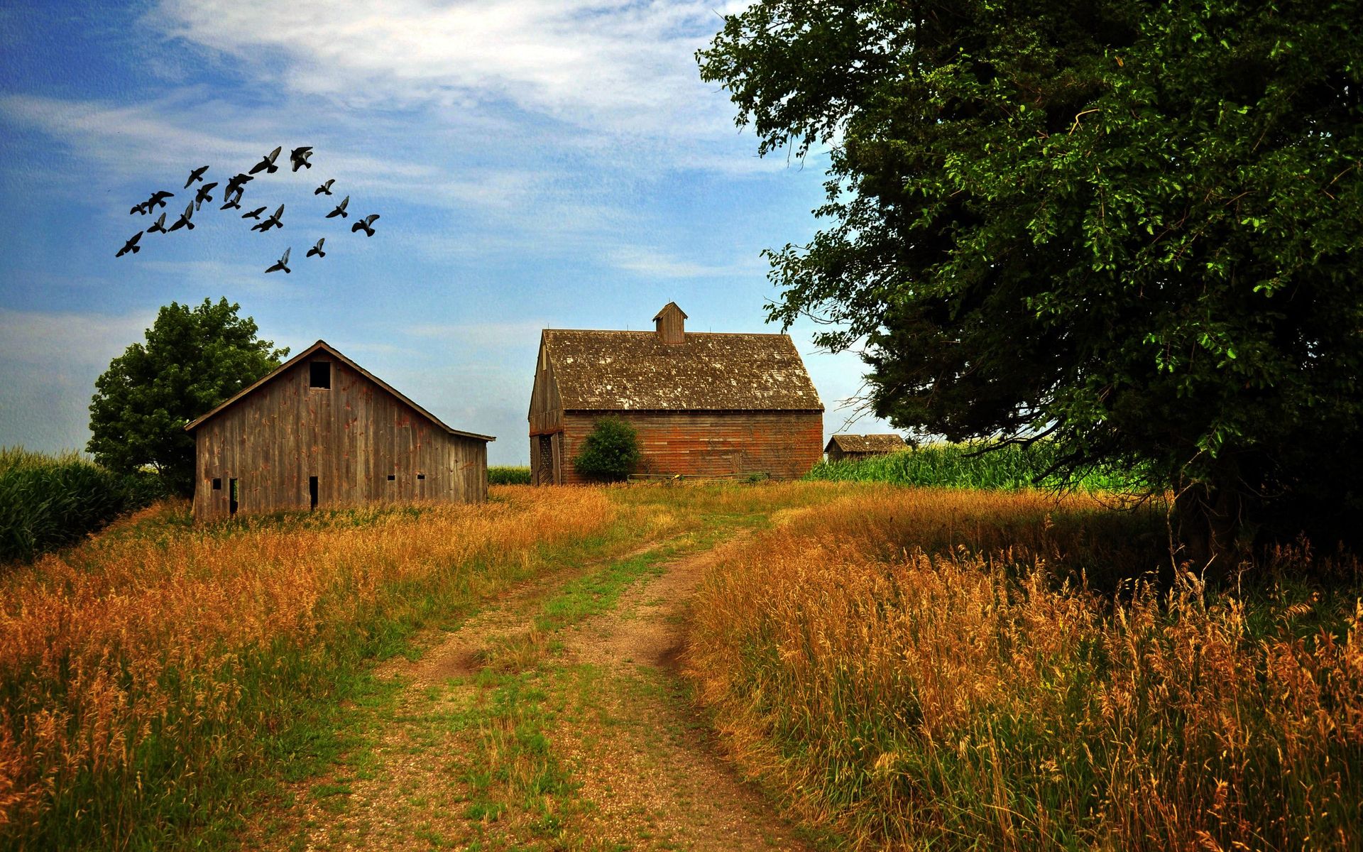 Farmhouse Field Wallpapers