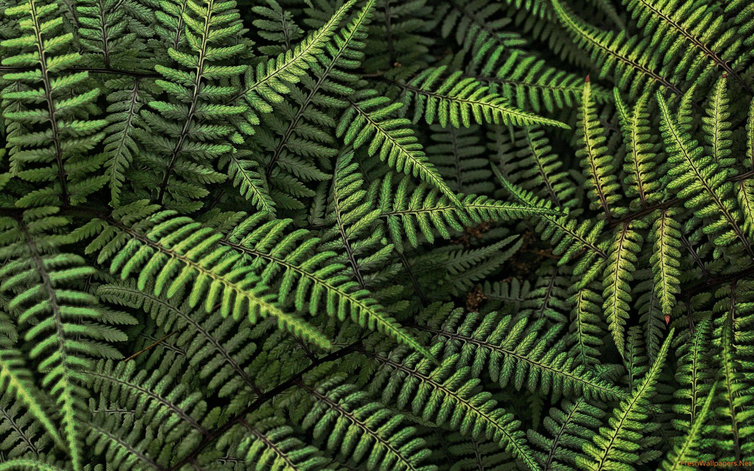 Fern Wallpapers