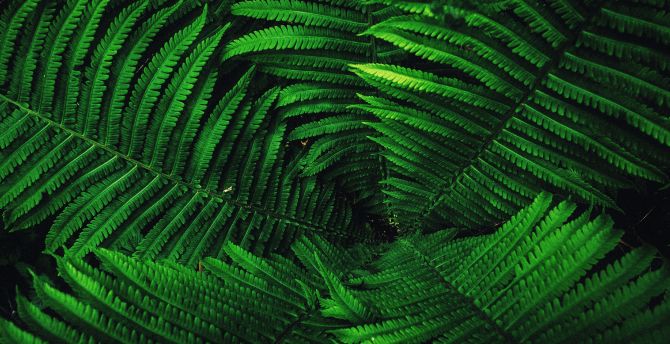 Fern Wallpapers