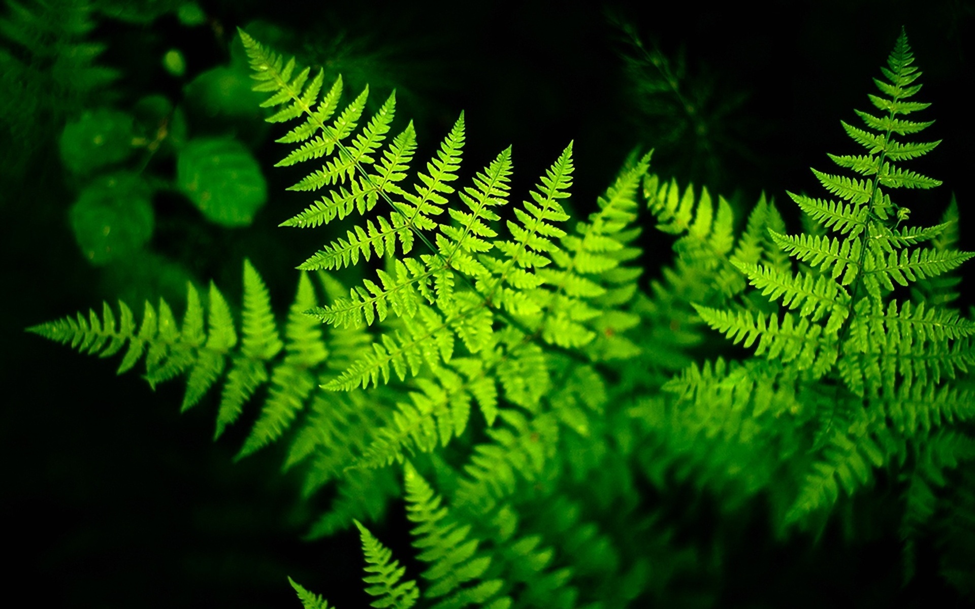 Fern Wallpapers