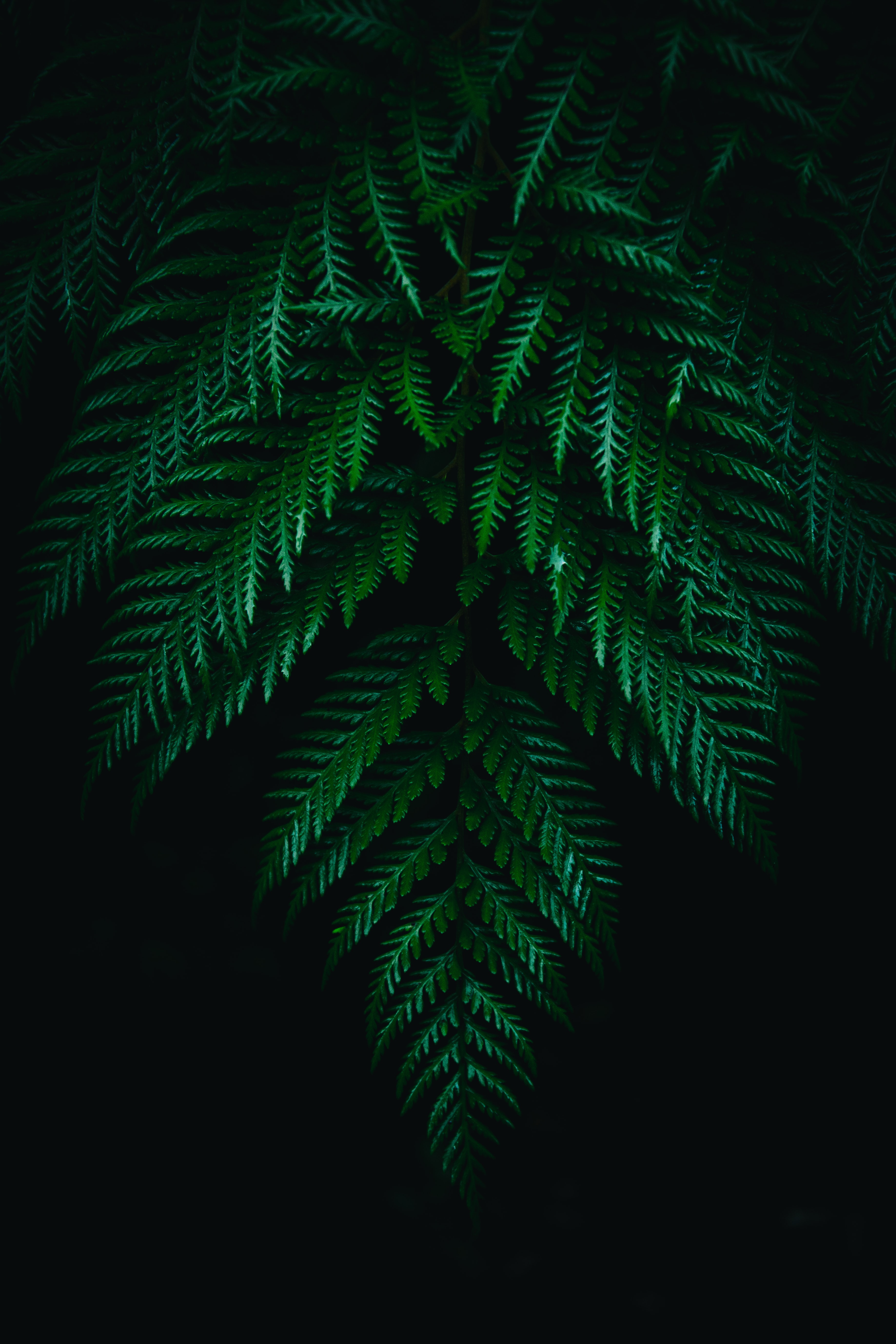 Fern Wallpapers