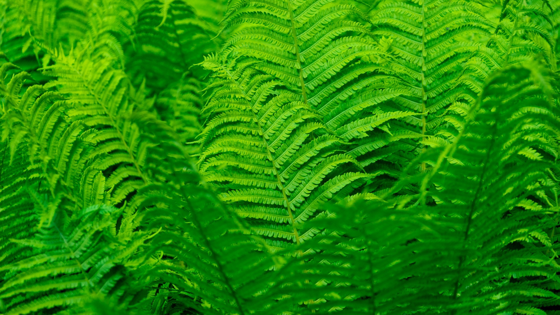 Fern Wallpapers