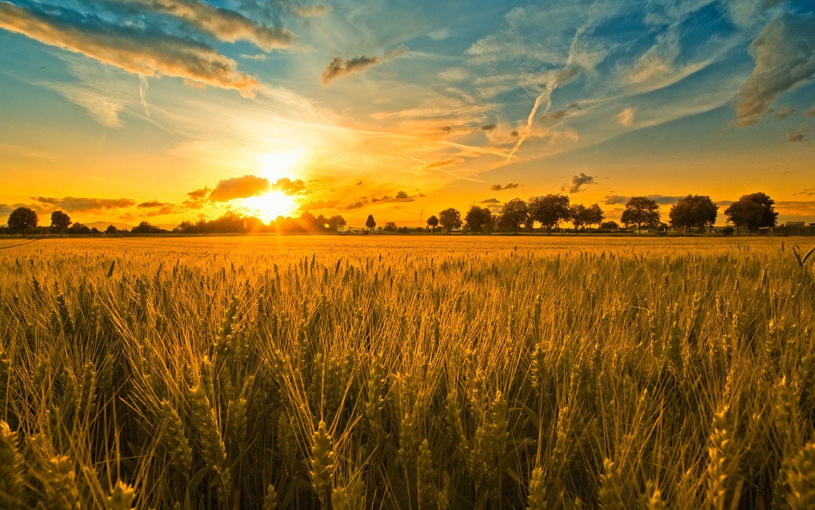 Field Sunrise Wallpapers