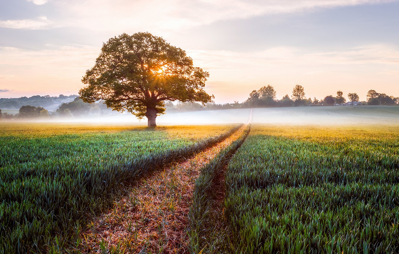 Field Sunrise Wallpapers