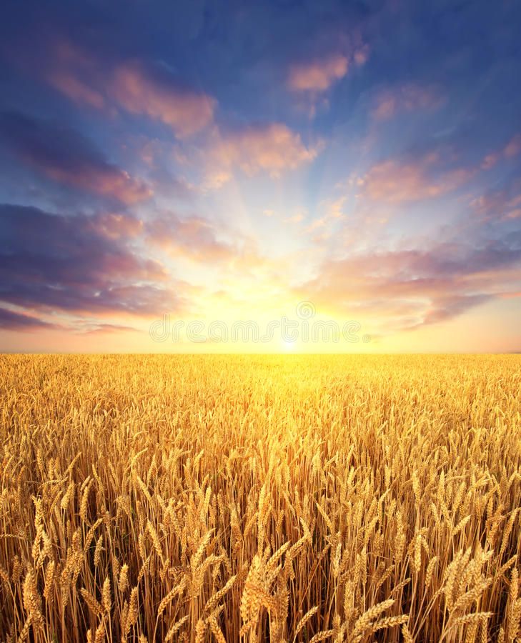 Field Sunrise Wallpapers