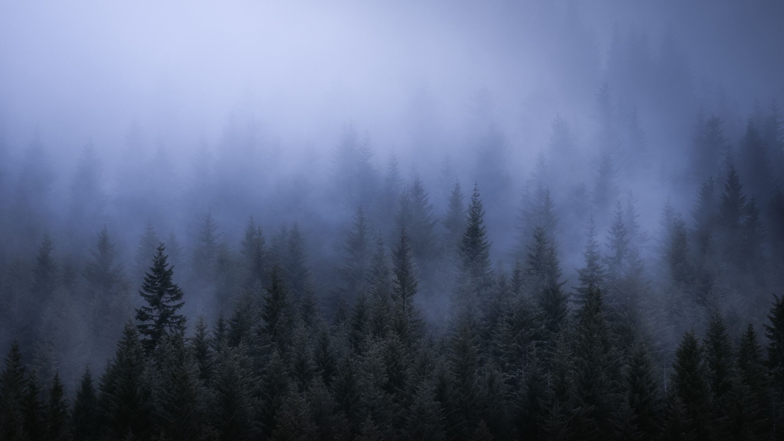 Fog Wallpapers