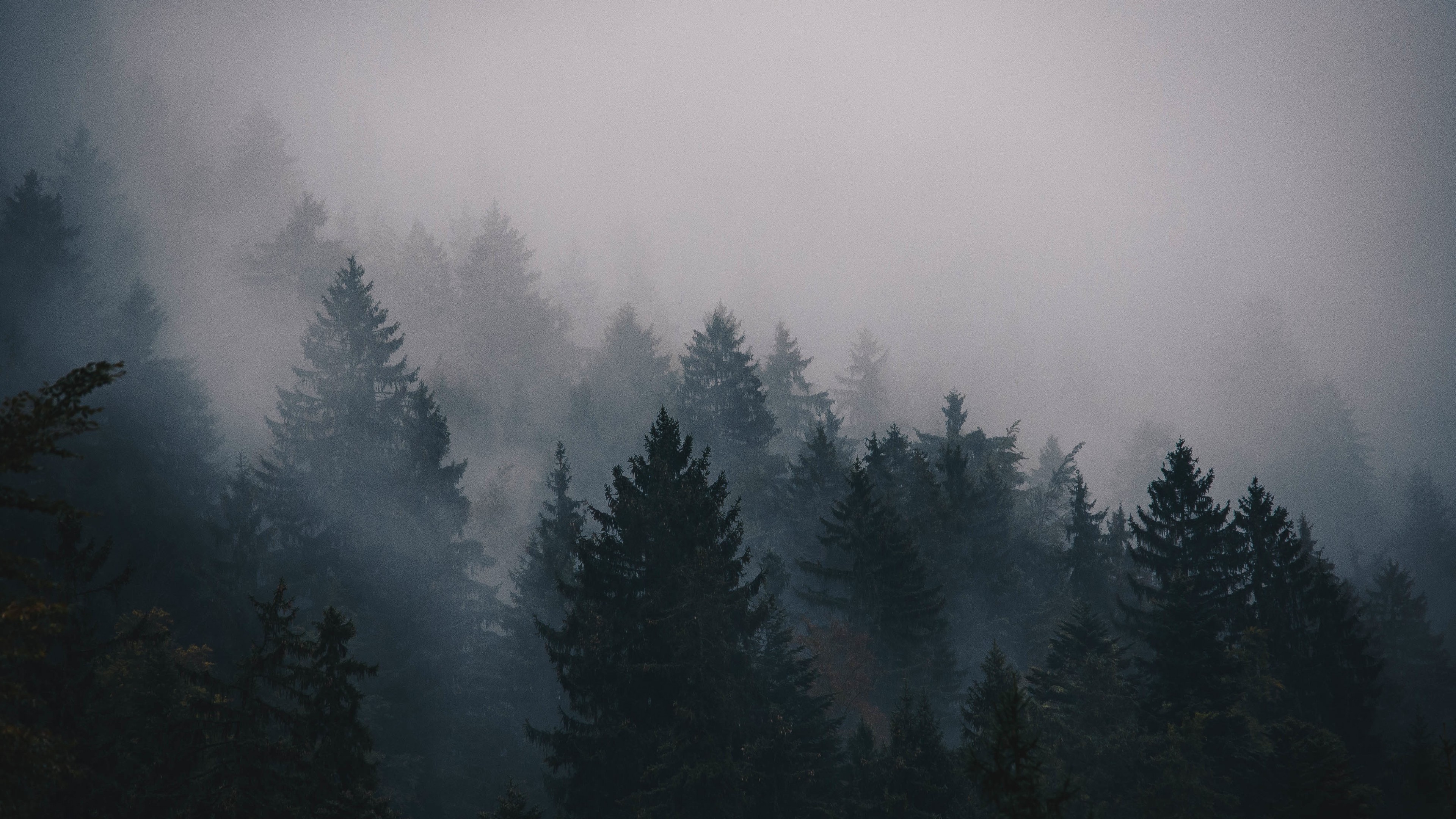 Fog Wallpapers