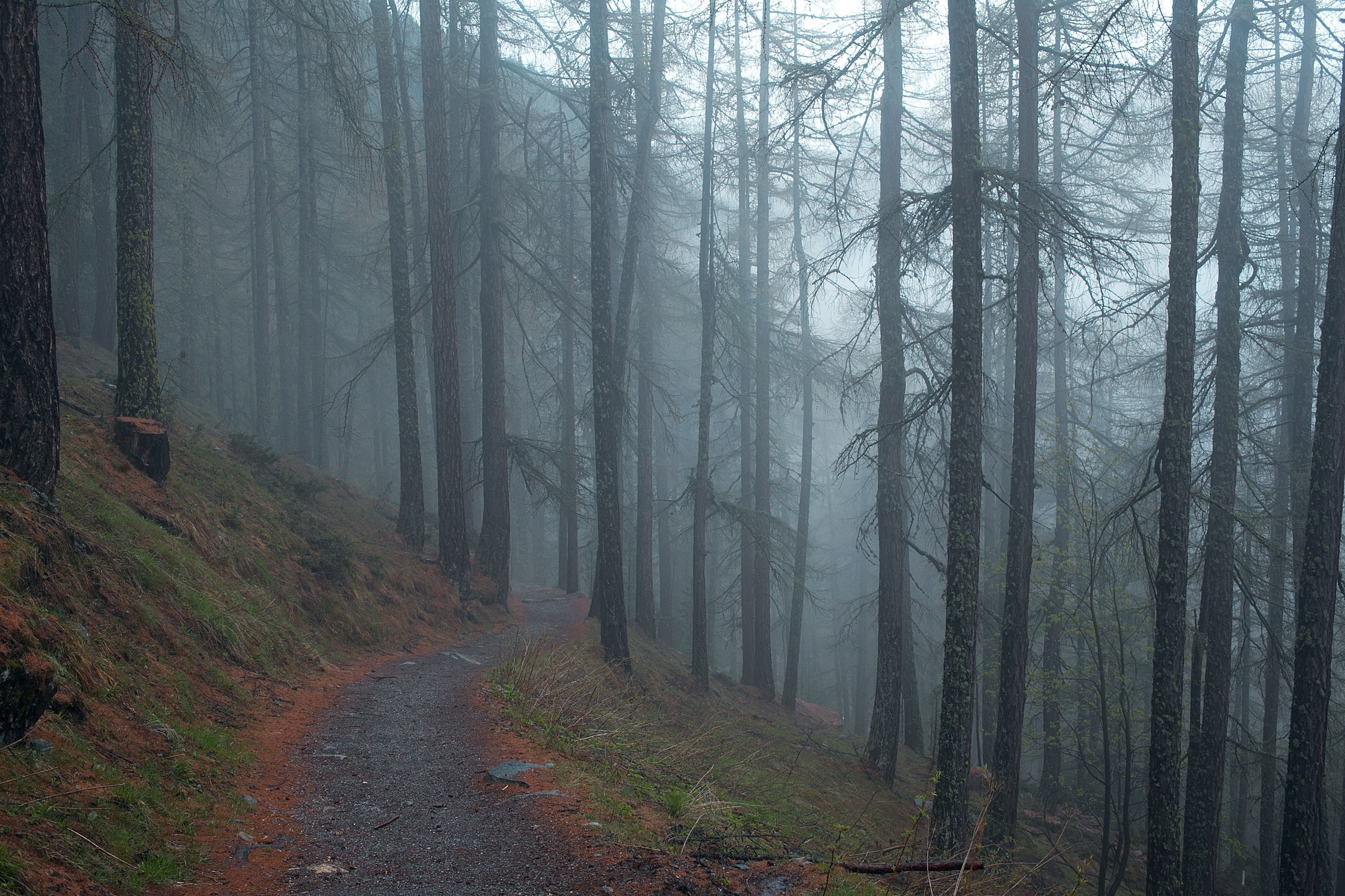 Foggy Forest Wallpapers