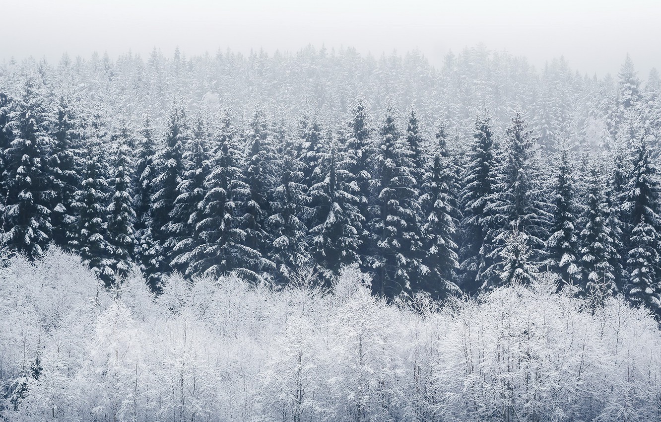 Fogy Forest Winter Day Wallpapers