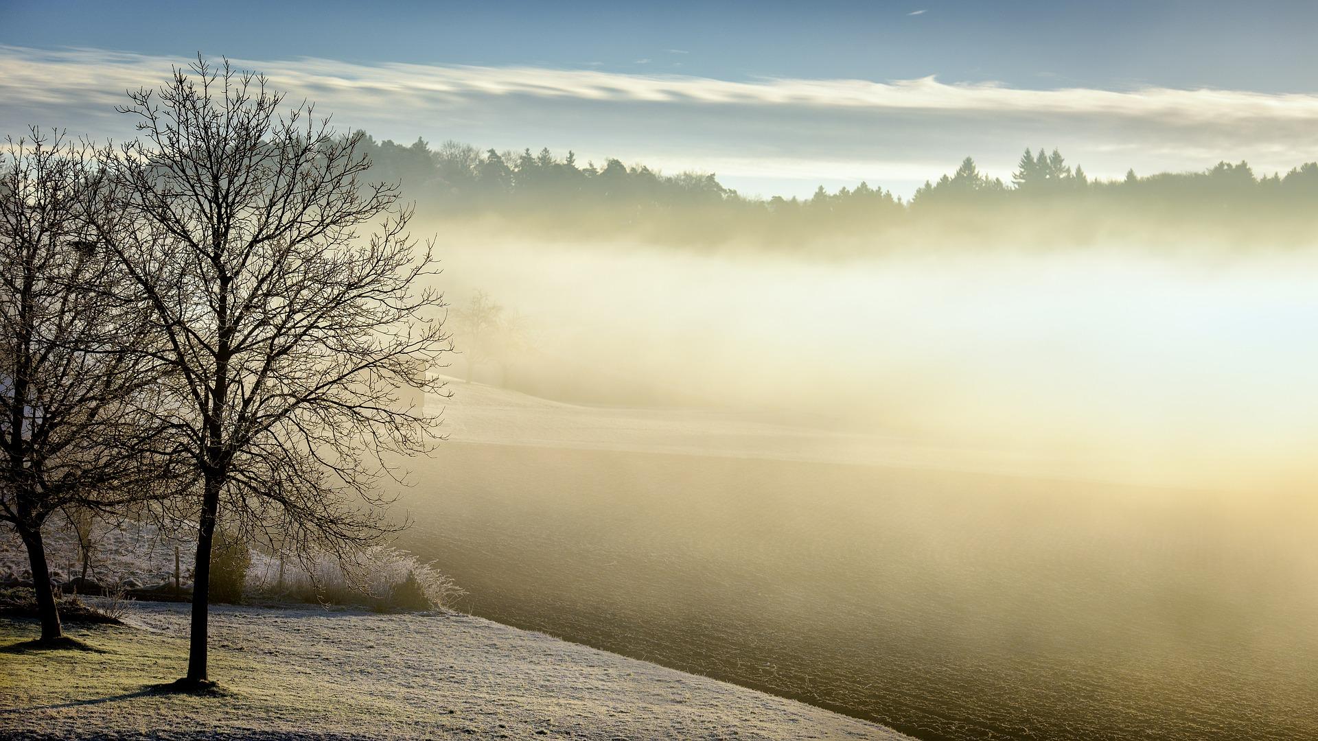 Fogy Forest Winter Day Wallpapers