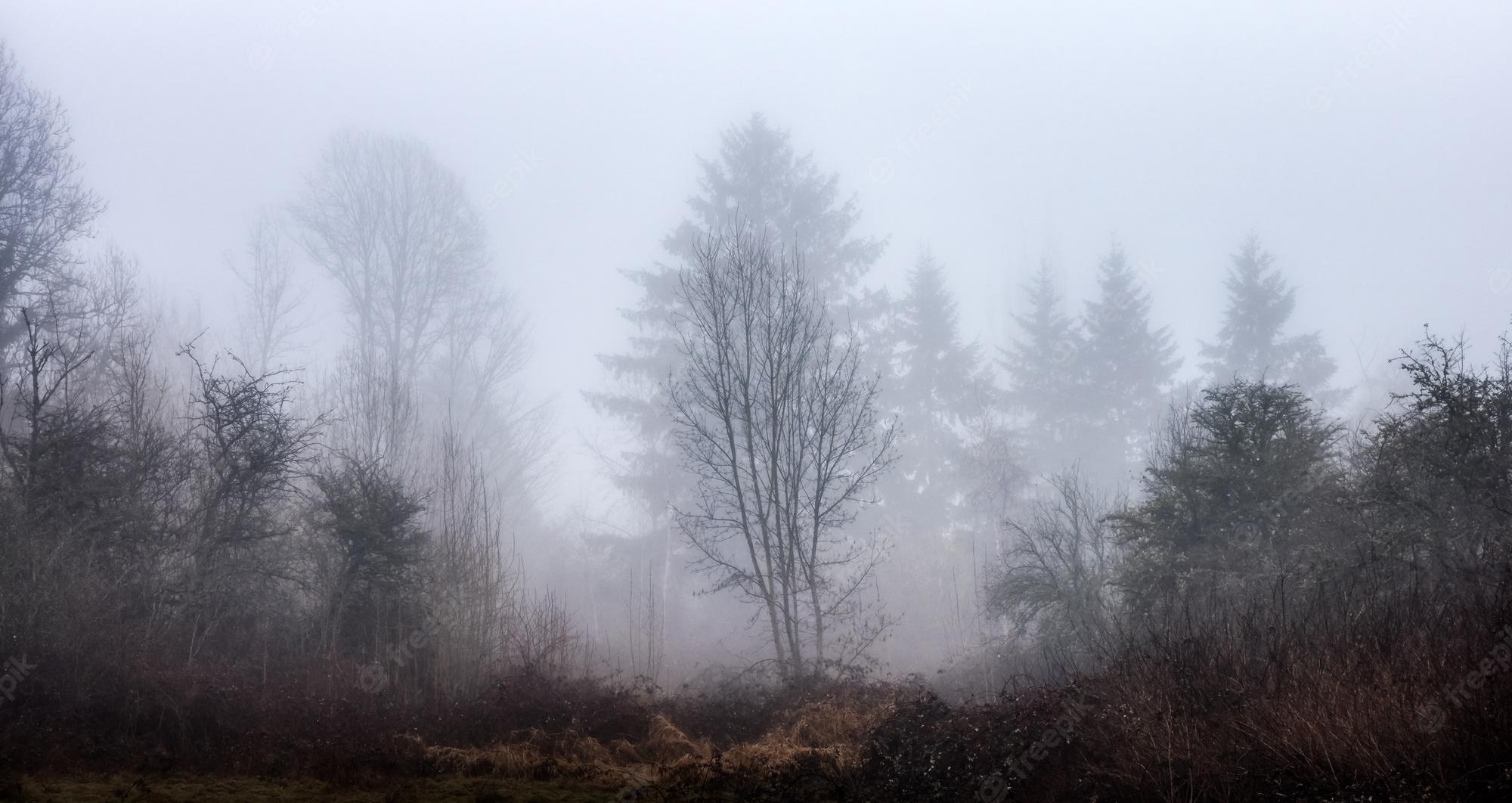 Fogy Forest Winter Day Wallpapers