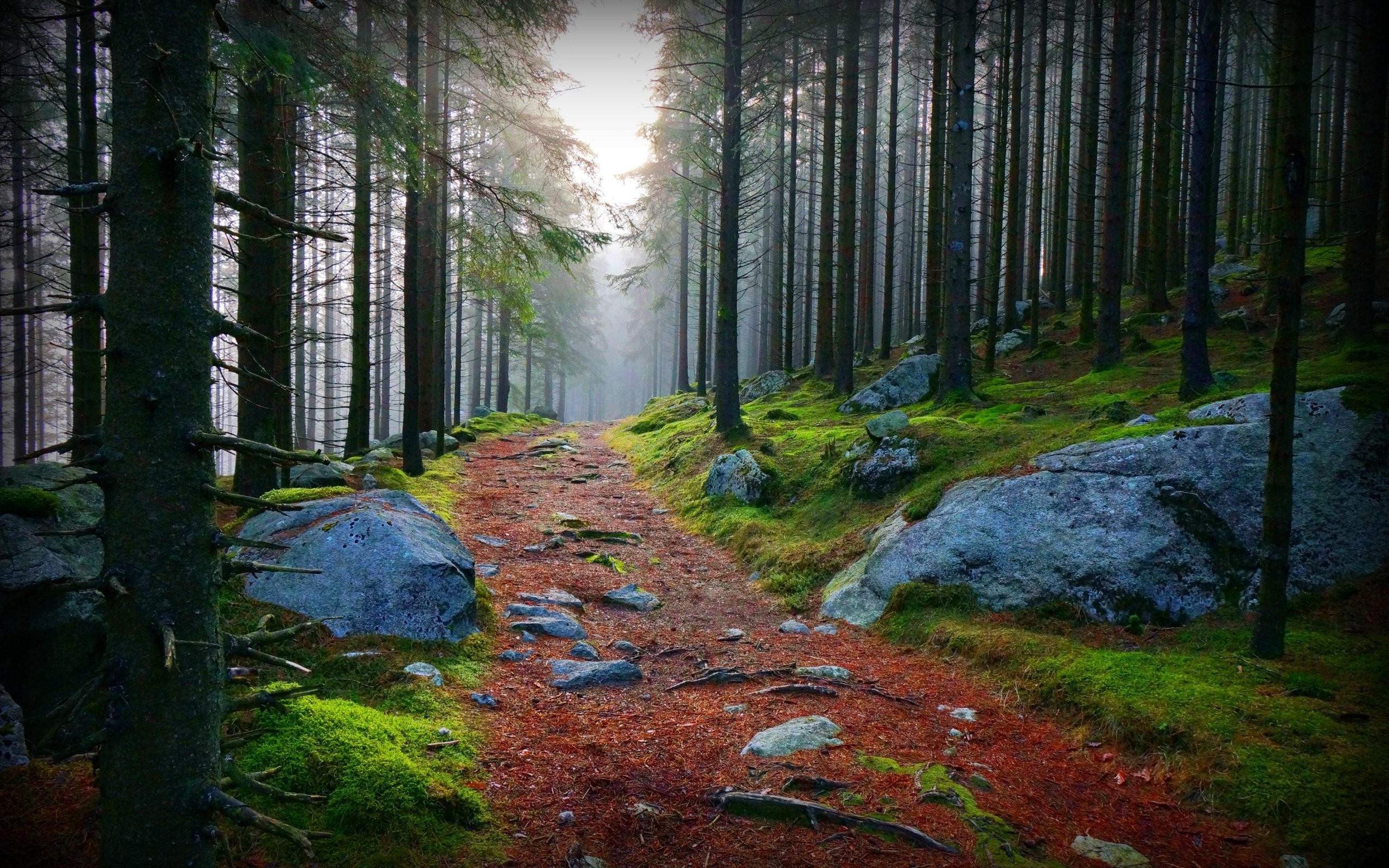 Forest Beautiful Path Wallpapers