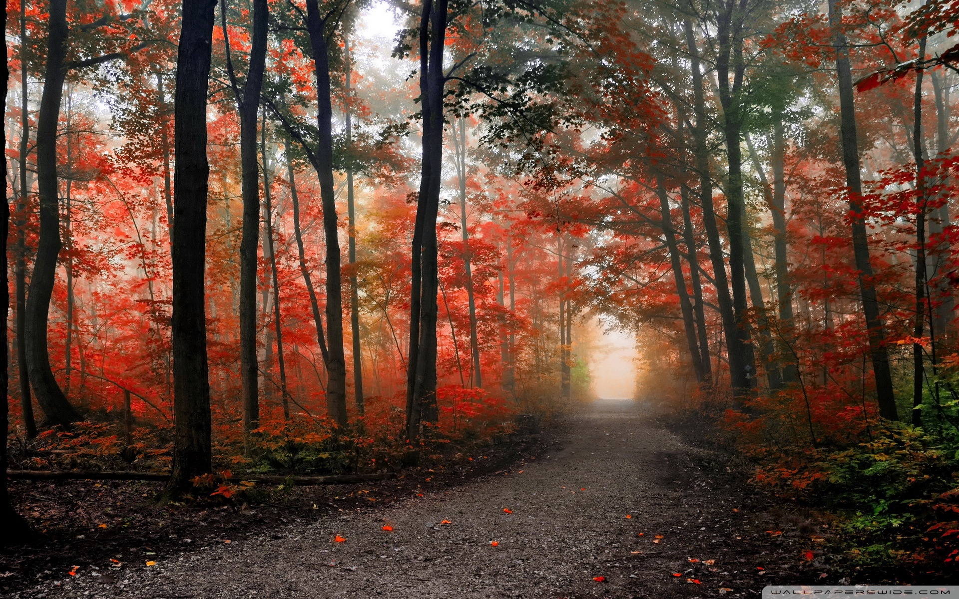 Forest Beautiful Path Wallpapers