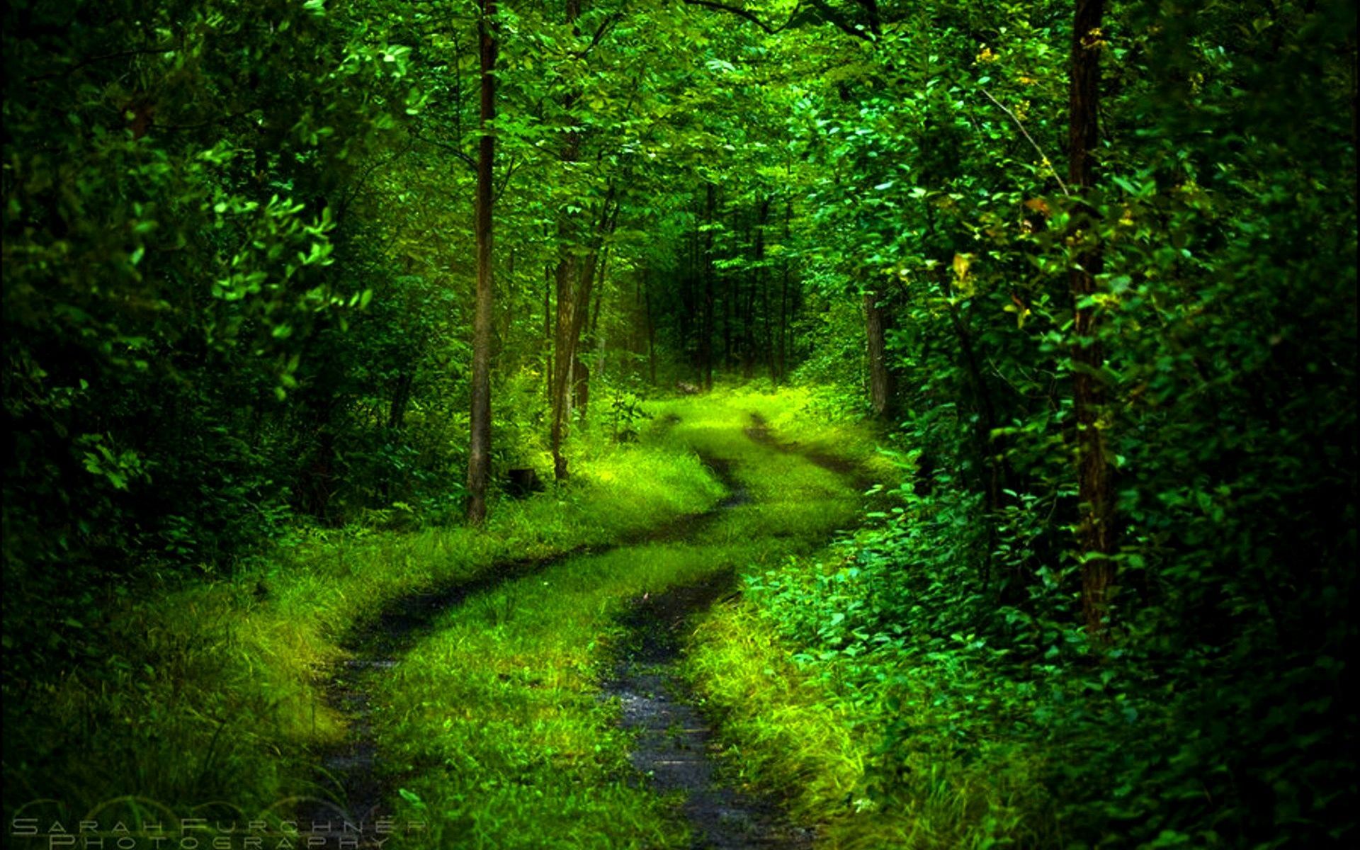 Forest Beautiful Path Wallpapers