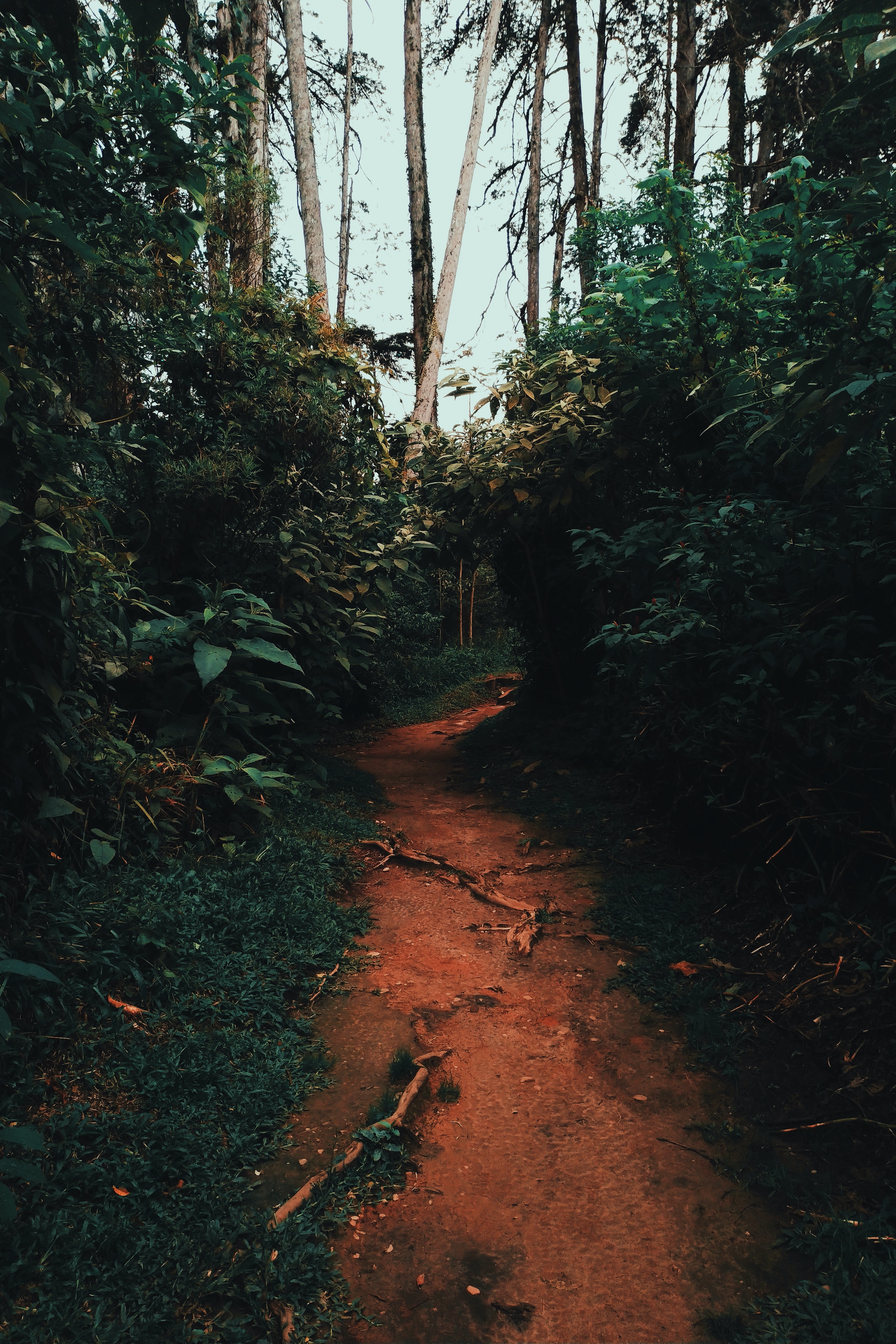 Forest Beautiful Path Wallpapers