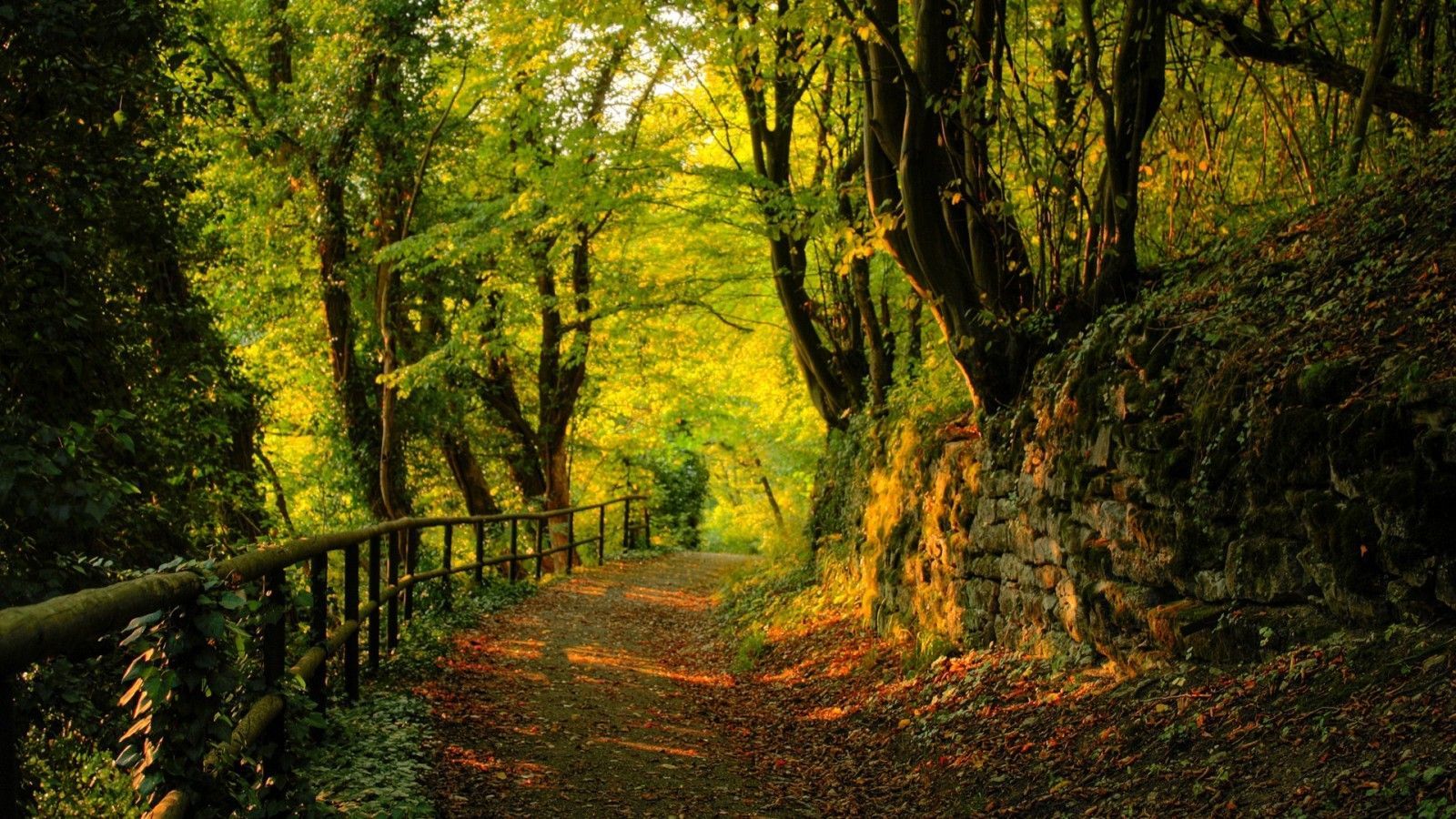 Forest Beautiful Path Wallpapers