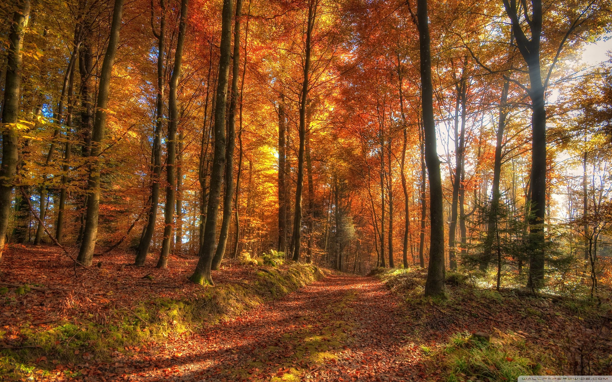 Forest In Autumn Wallpapers