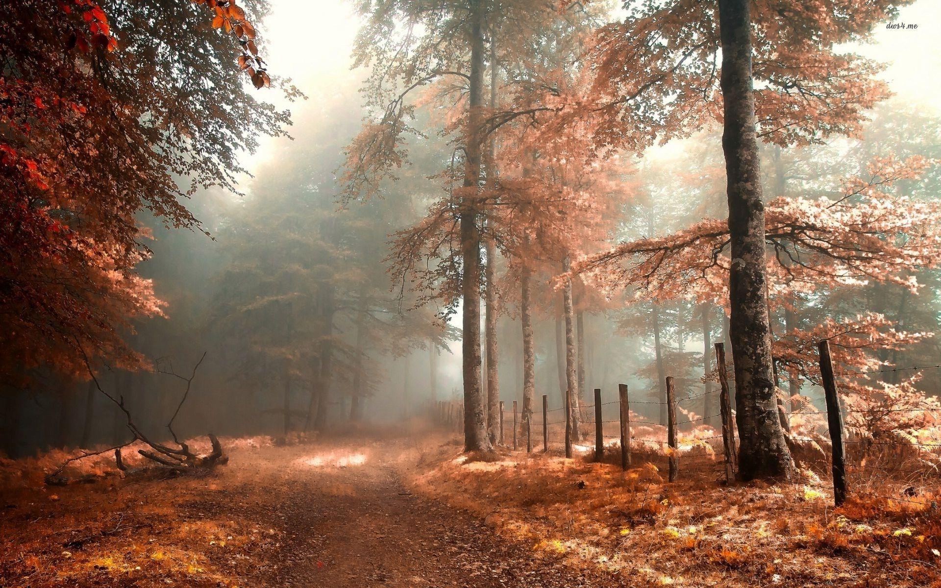 Forest In Autumn Wallpapers