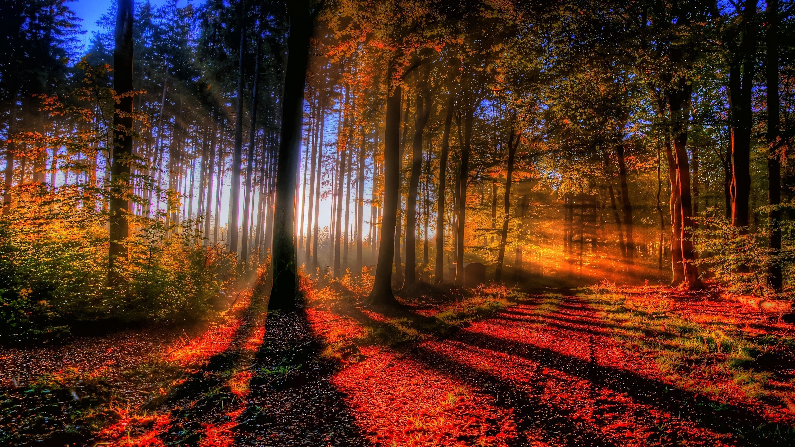 Forest In Autumn Wallpapers