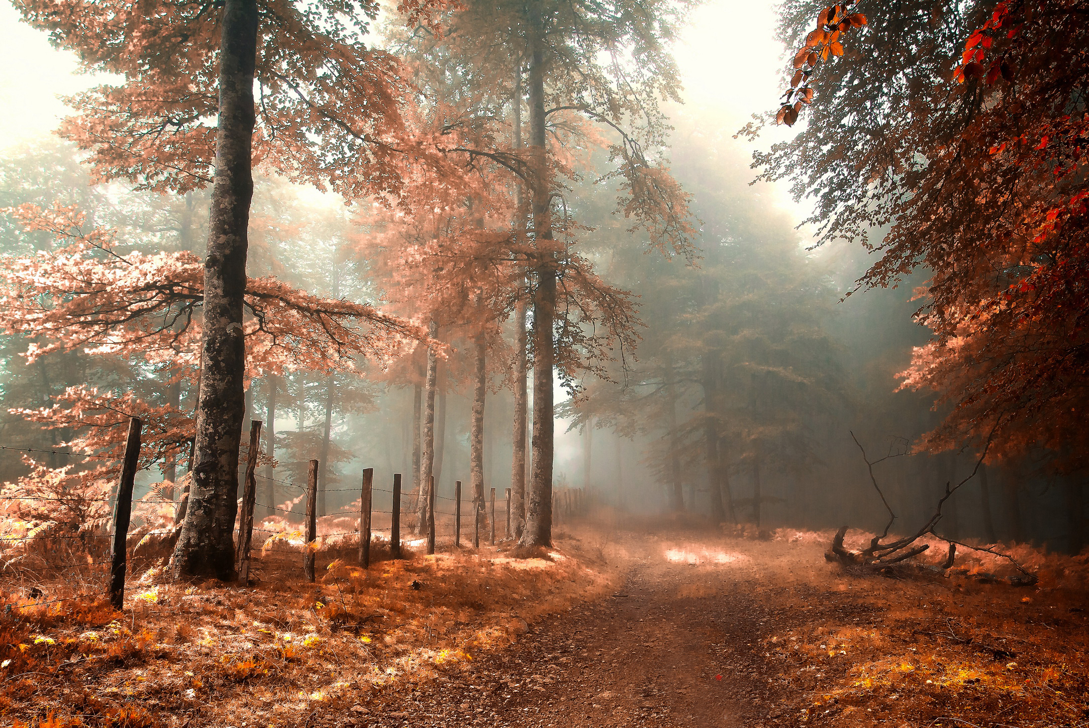 Forest In Autumn Wallpapers