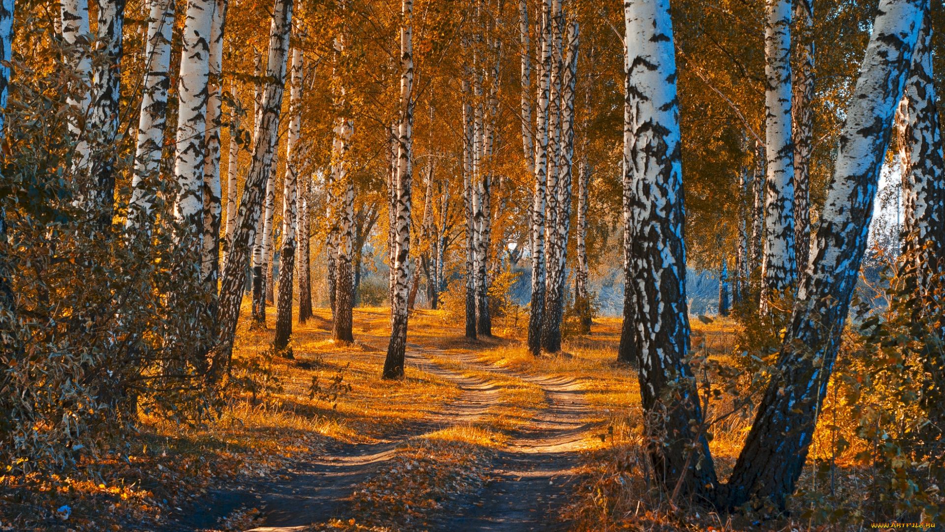 Forest In Autumn Wallpapers